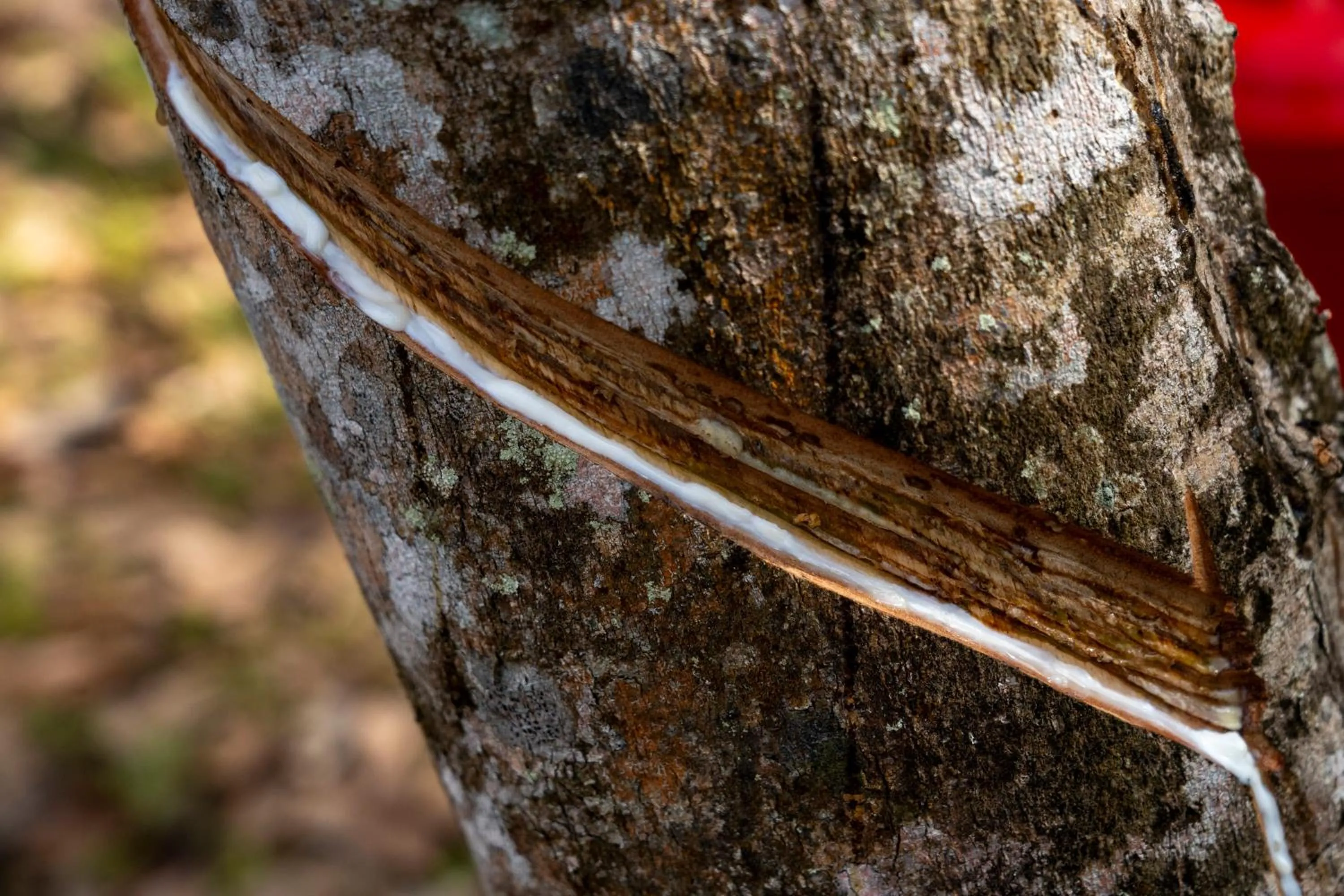 Day in Sametnangshe Boutique