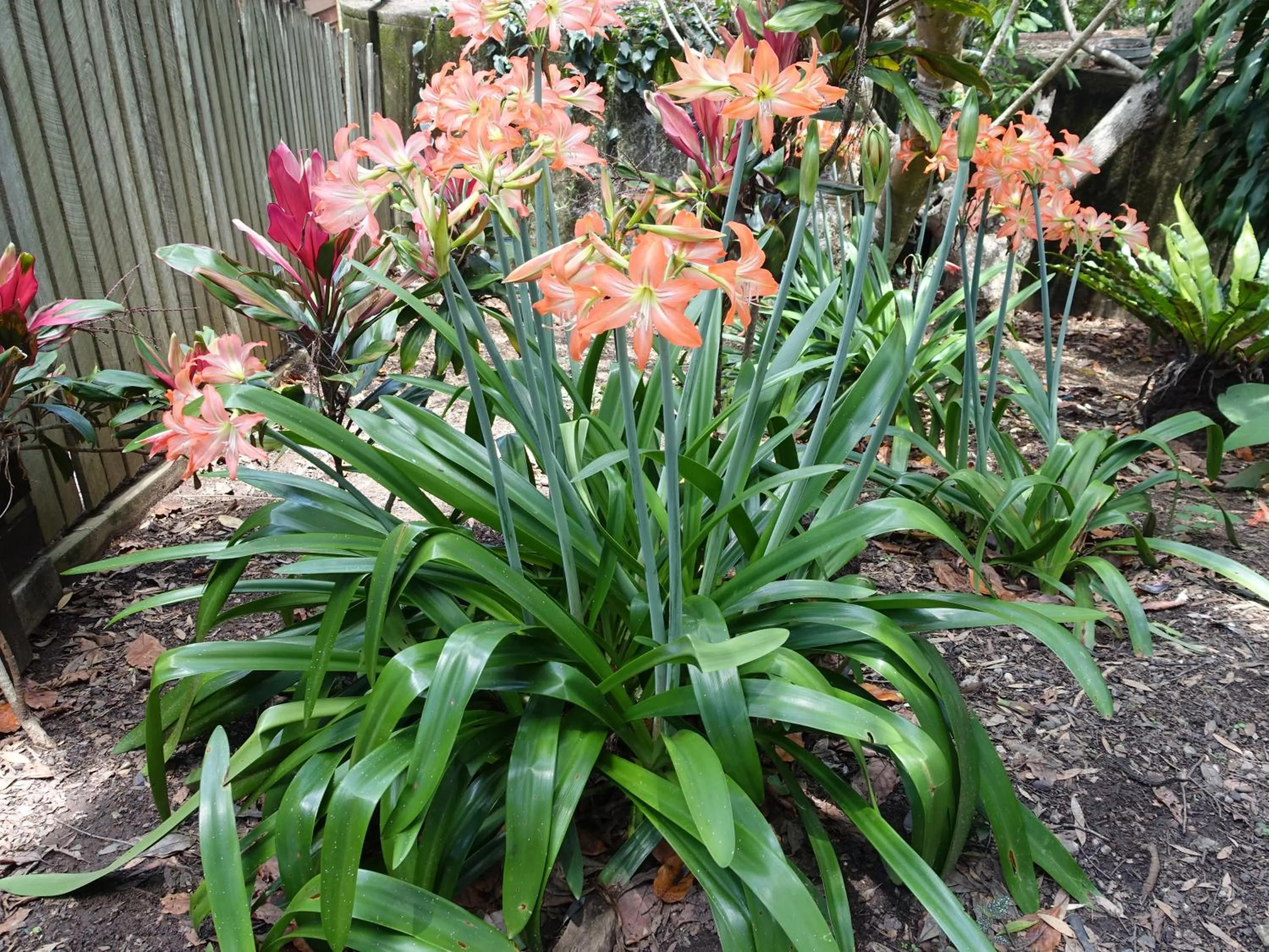 Spring in Winston Cottage