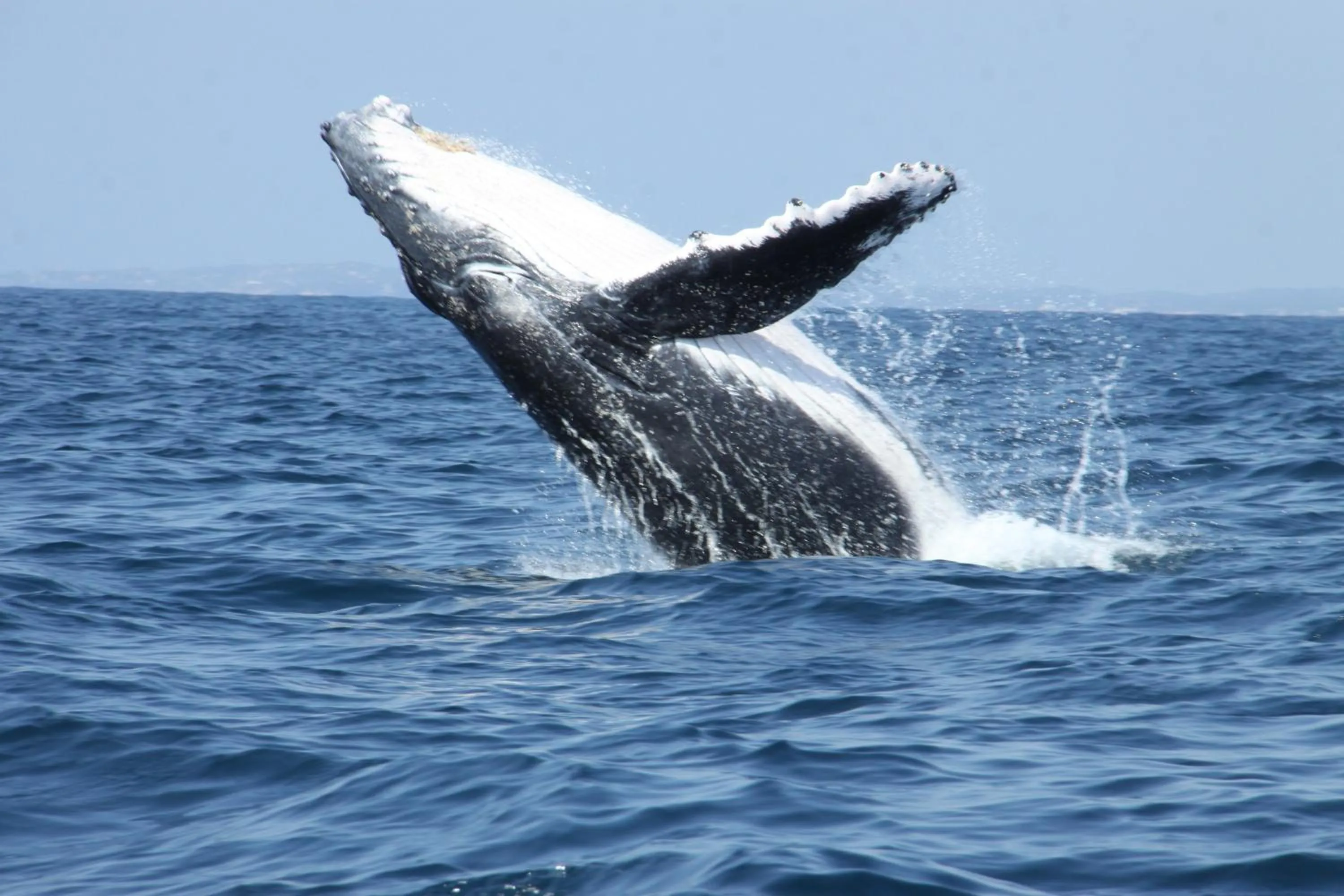 Diving in Sentidos Beach Retreat