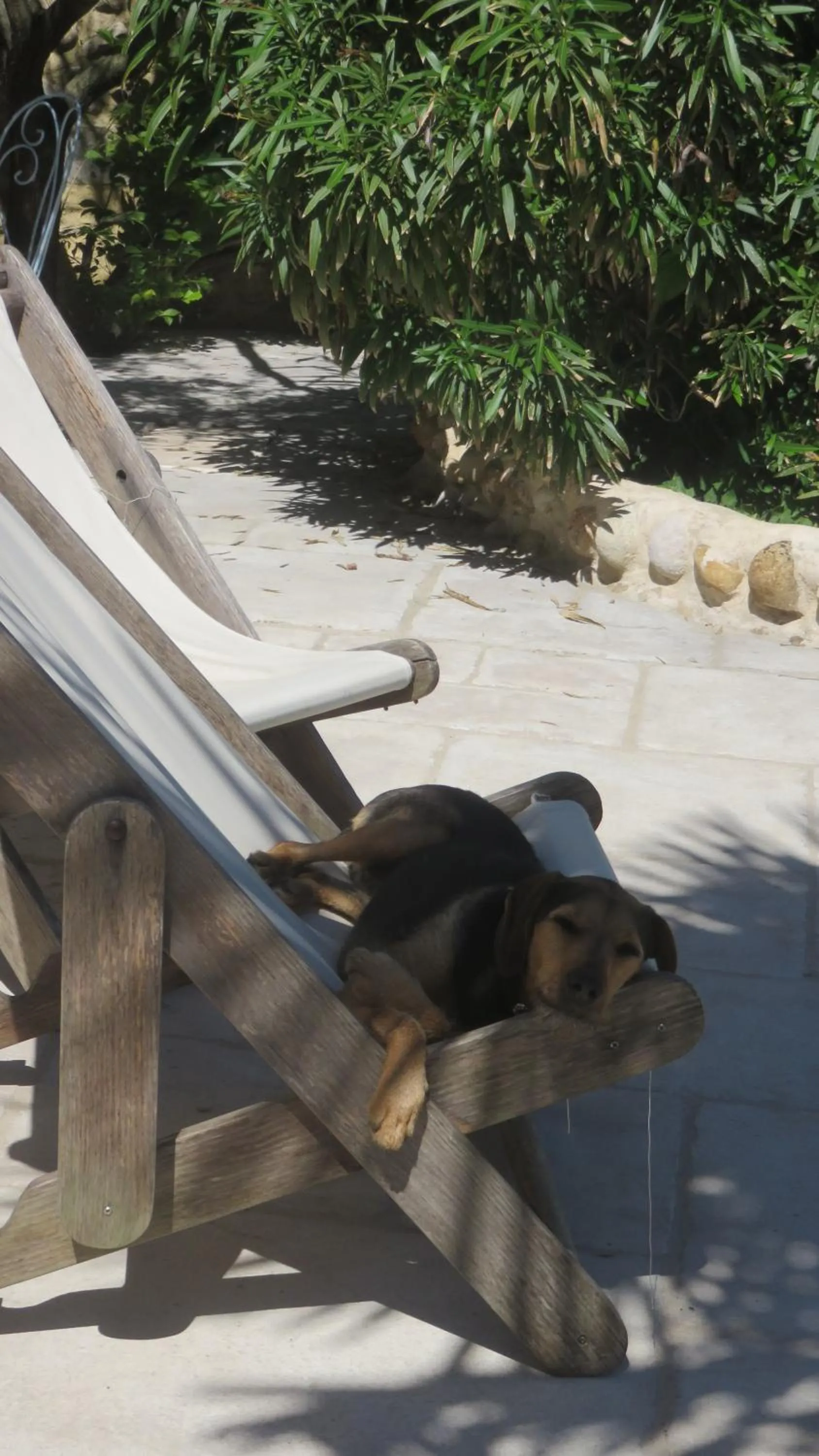 Animals in A la belle histoire