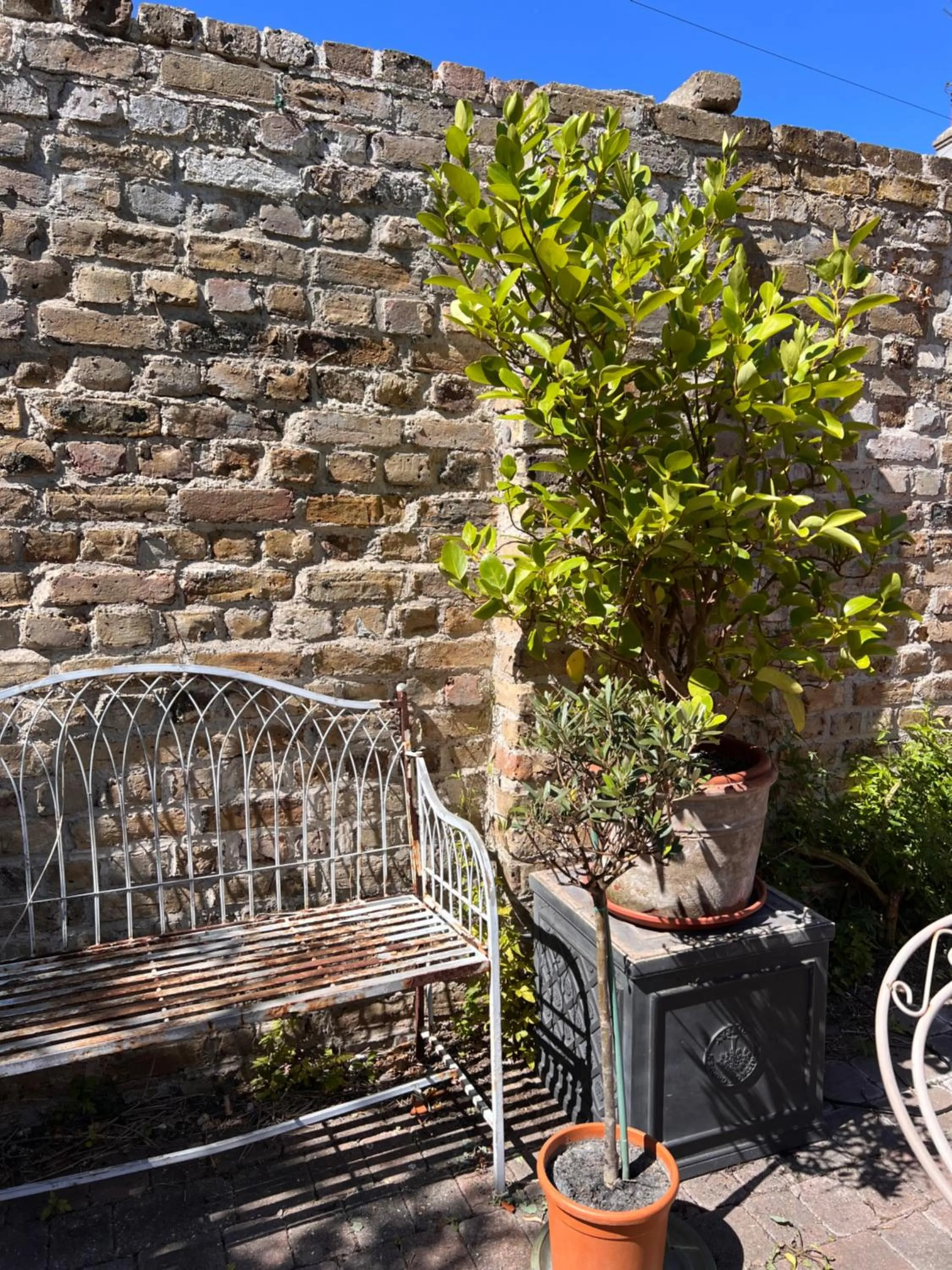Garden in The Royal Harbour Hotel