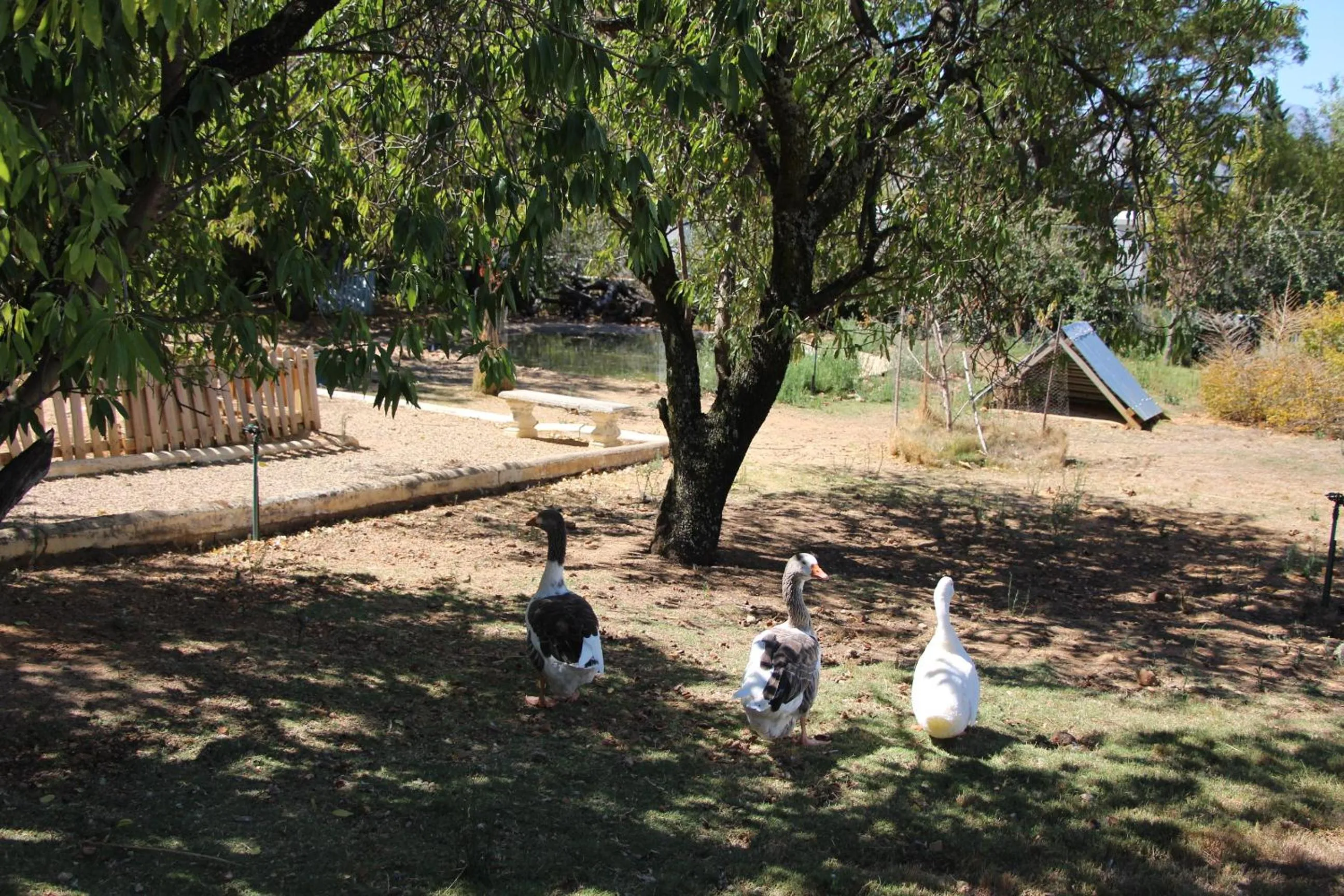 Pets in Merindol Manor