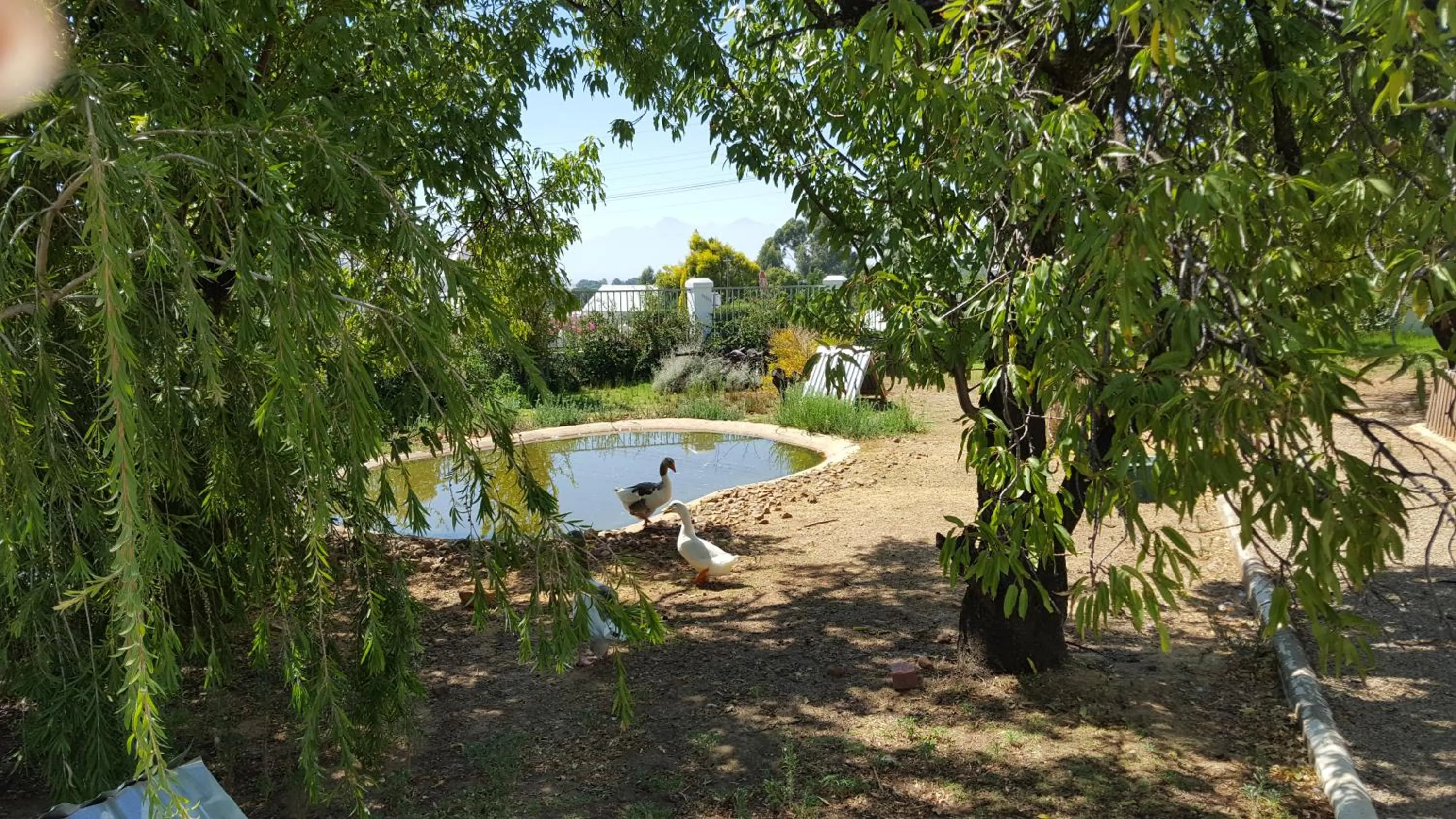 Animals in Merindol Manor