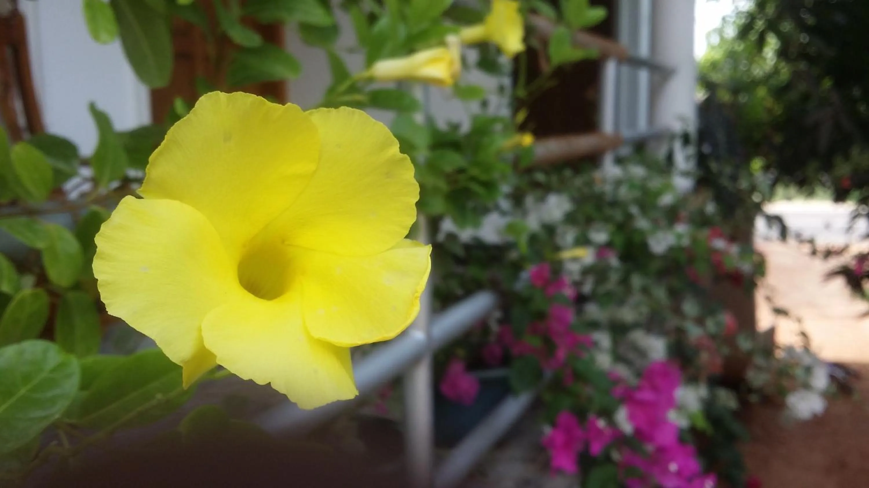 Garden in Rich Resort & Restaurant