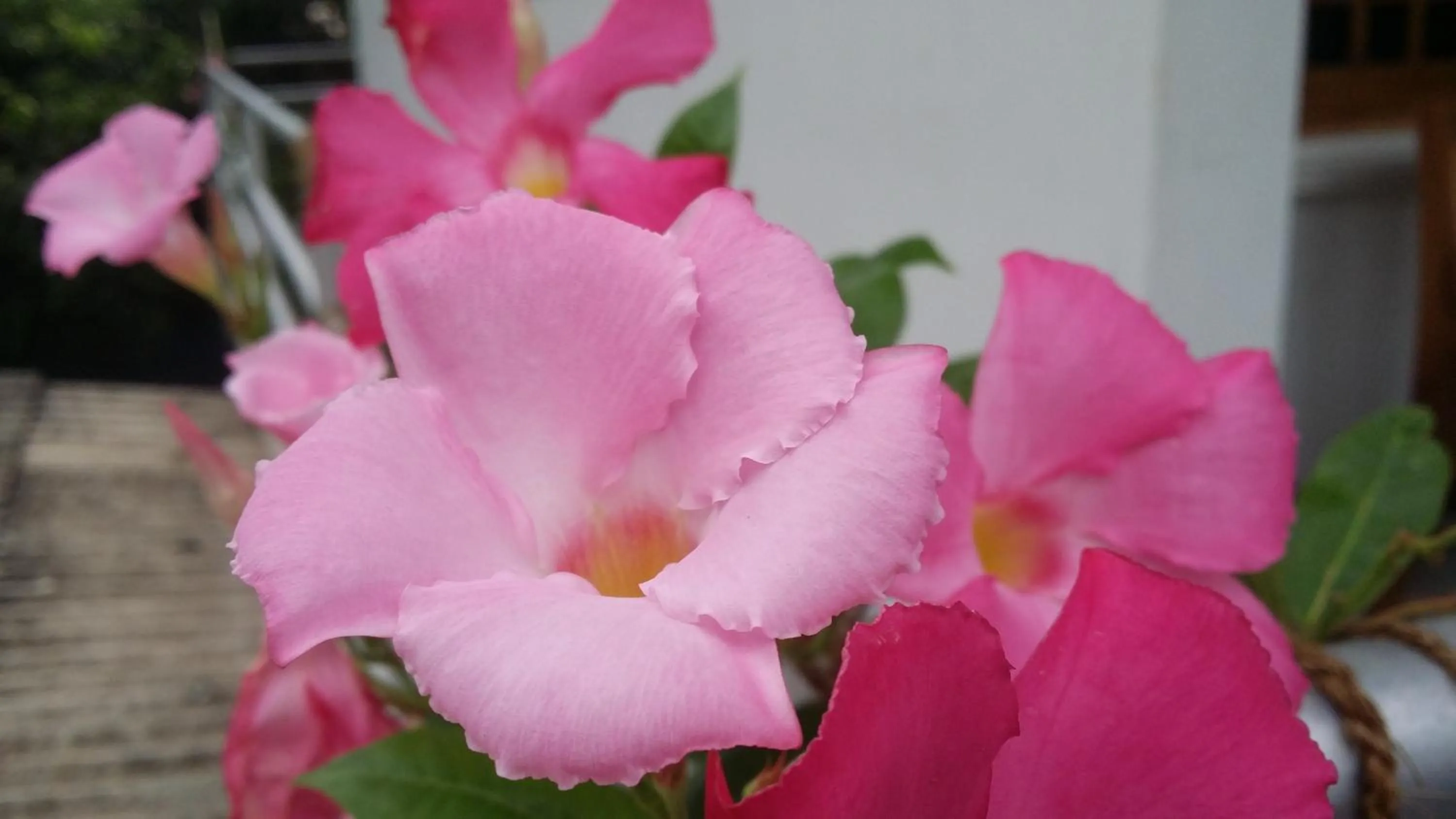 Garden in Rich Resort & Restaurant