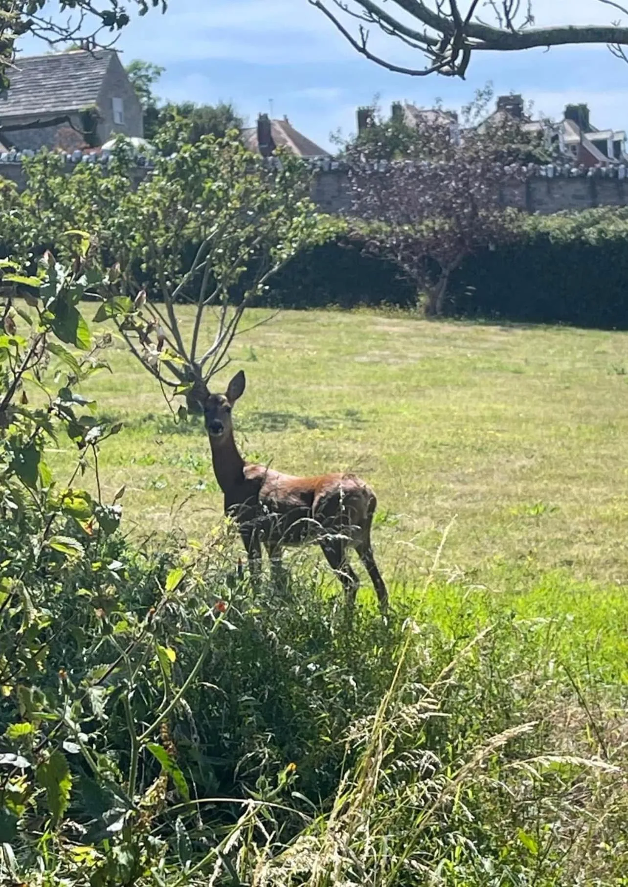 Louisa Lodge & Purbeck House Hotel