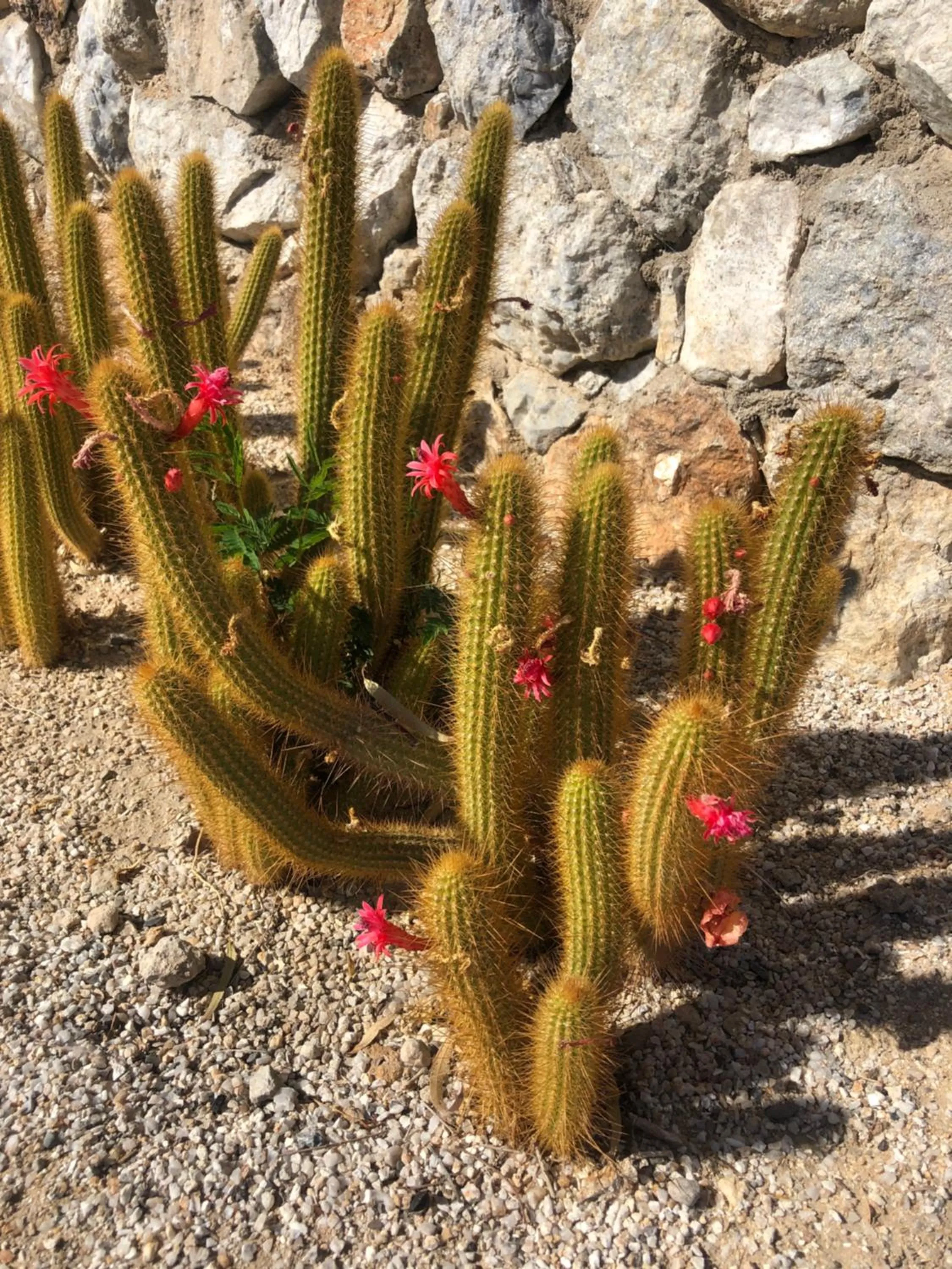 Restaurant/places to eat in Daureb Isib Campsite and B&B