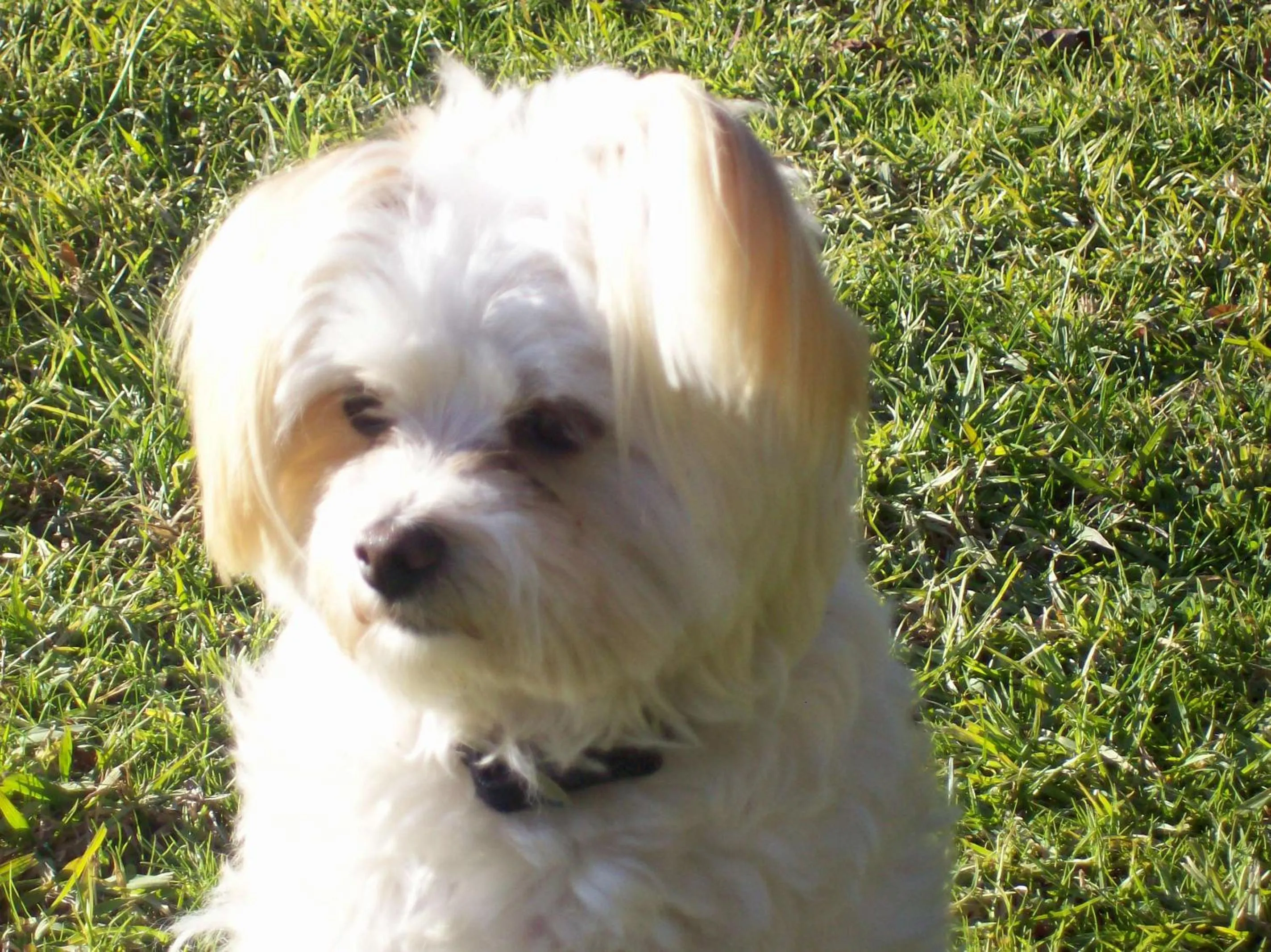 Pets in Colonial Inn Guest Rooms