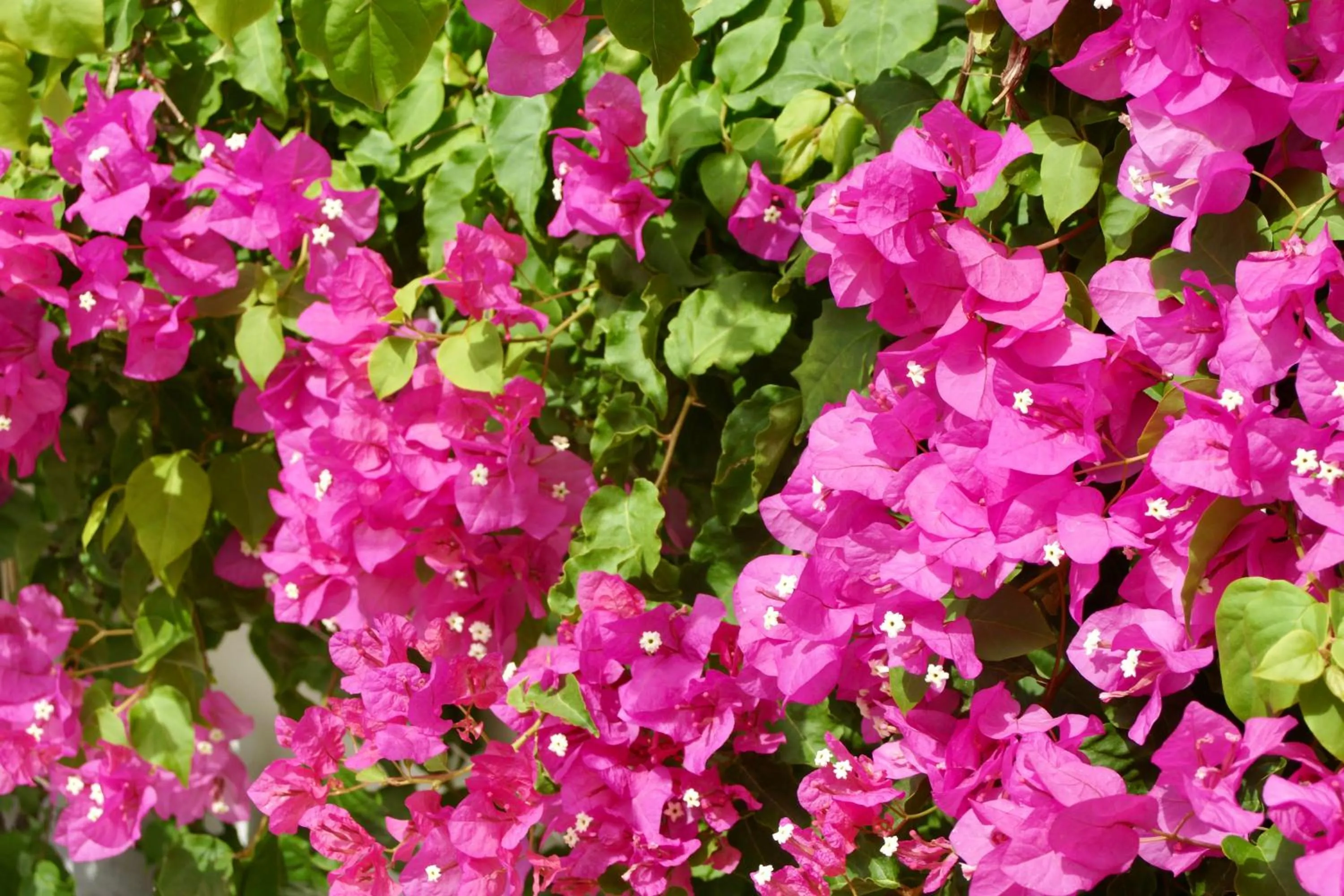 Garden in Finca Mil Estrellas