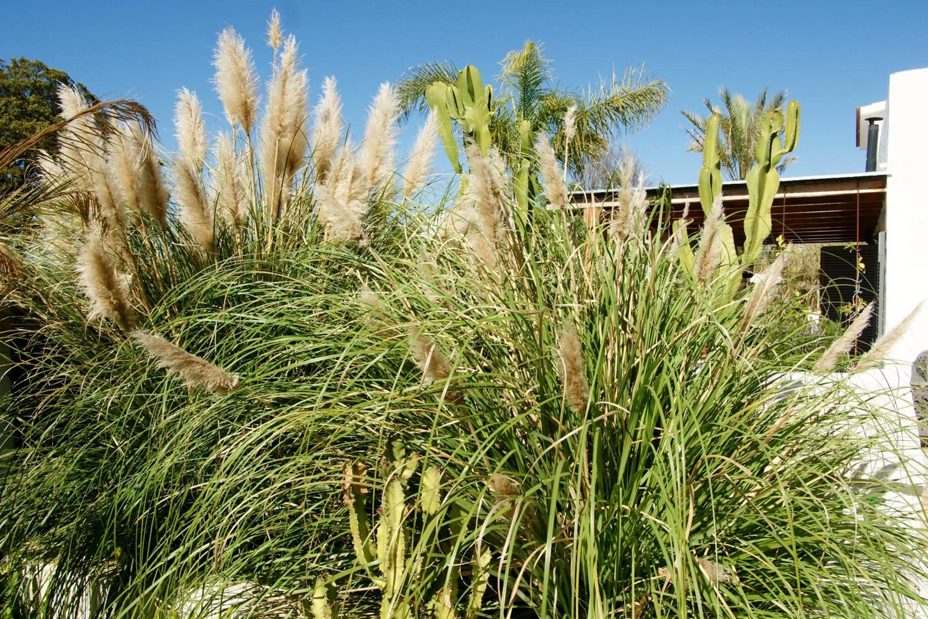 Garden in Finca Mil Estrellas