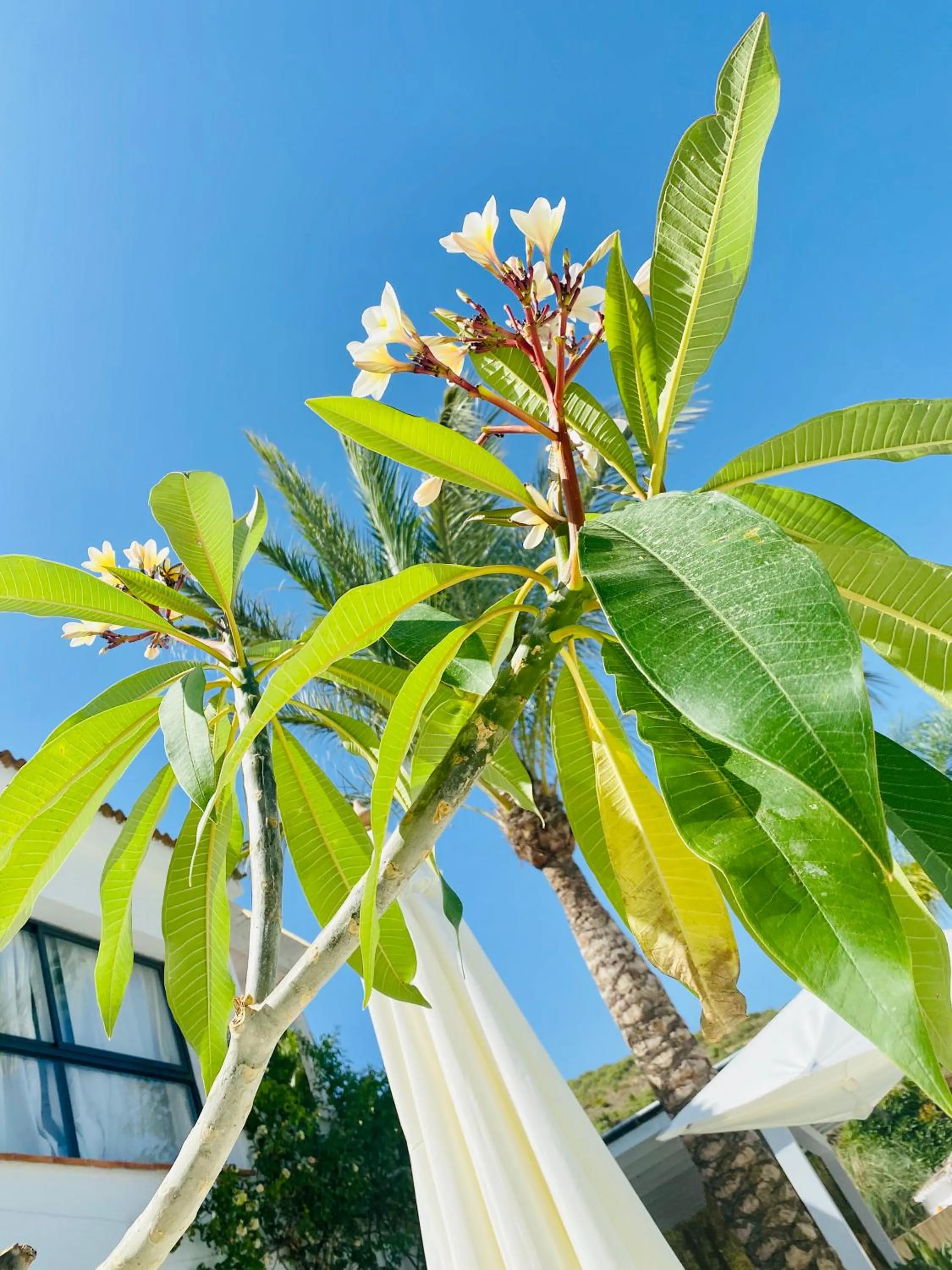 Decorative detail in Finca Mil Estrellas