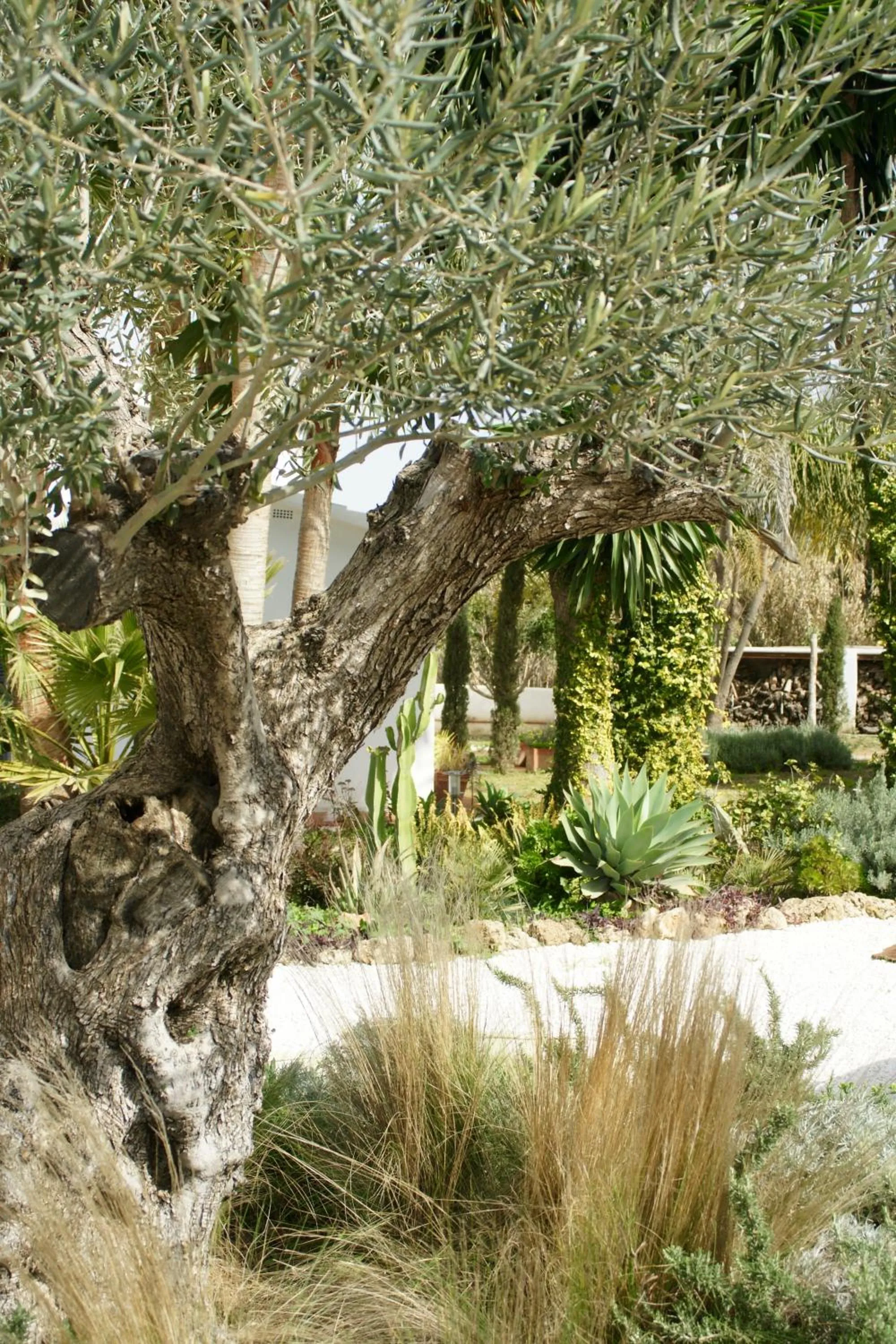 Garden in Finca Mil Estrellas