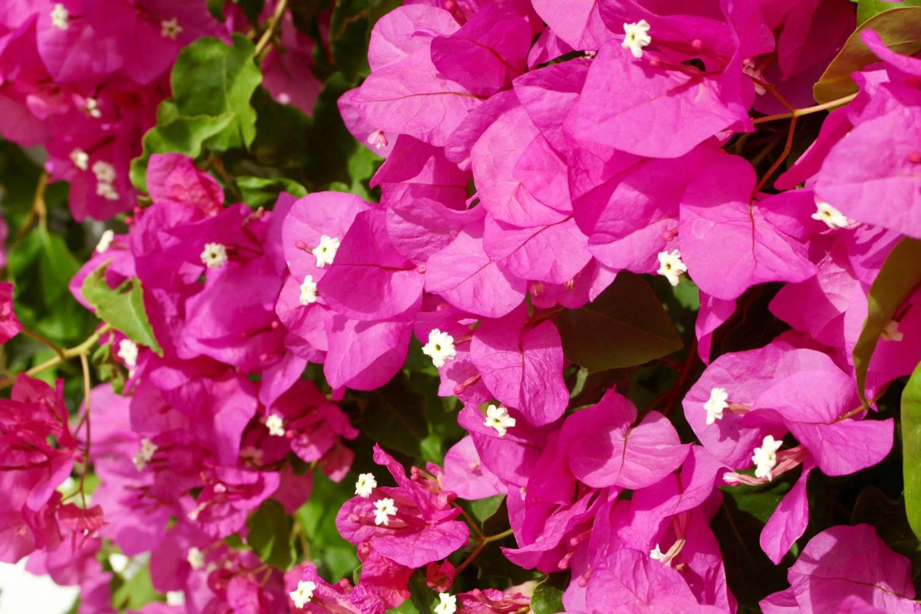Decorative detail in Finca Mil Estrellas