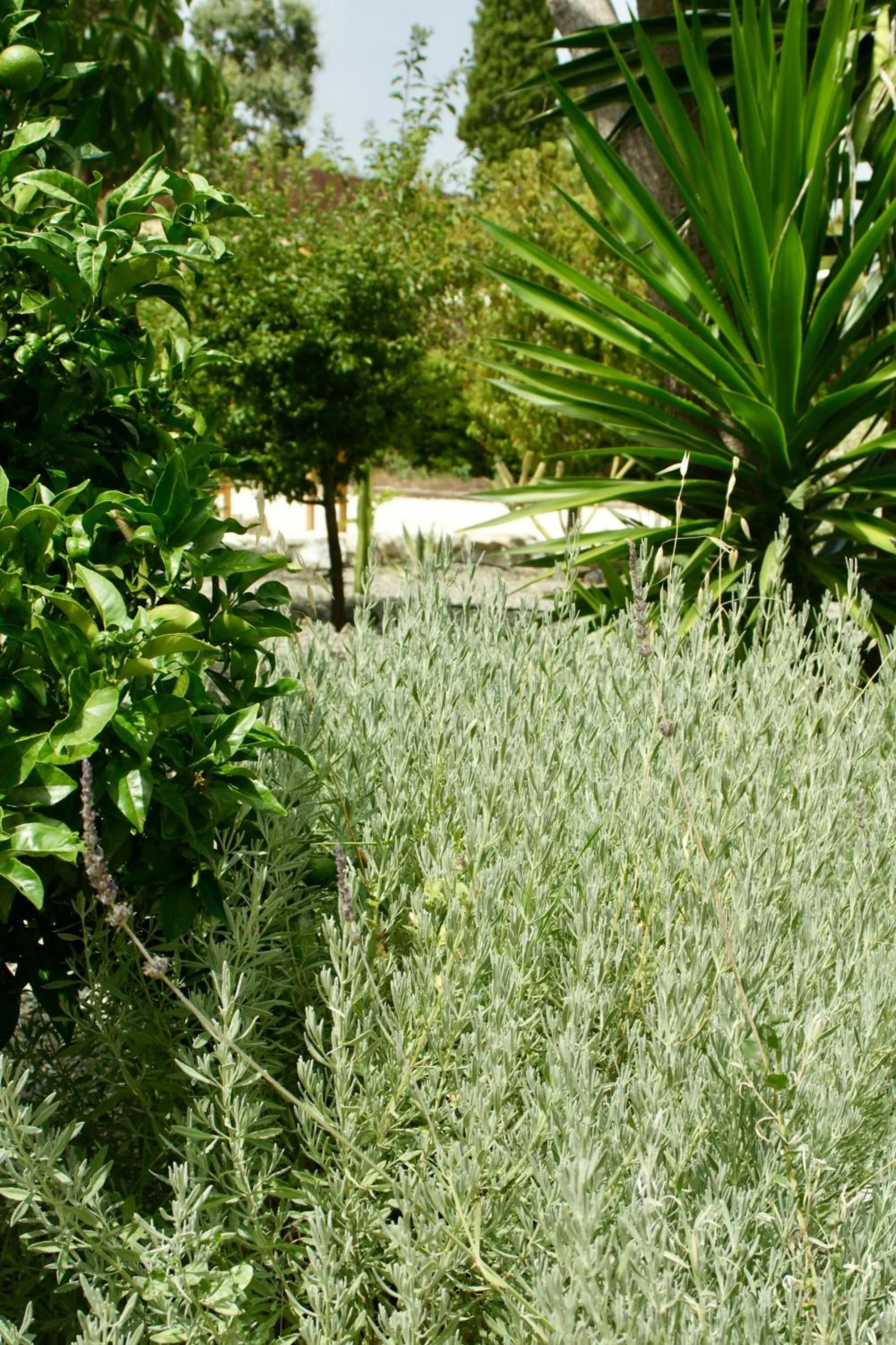 Garden in Finca Mil Estrellas