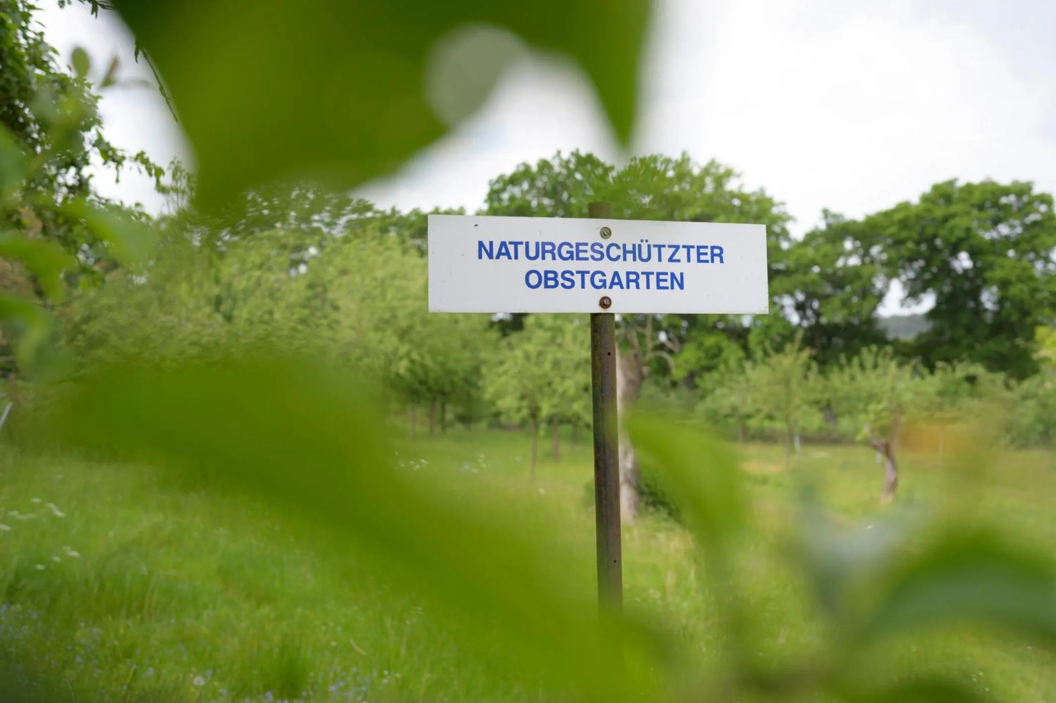Natural landscape in Schloss Kaarz mit Park