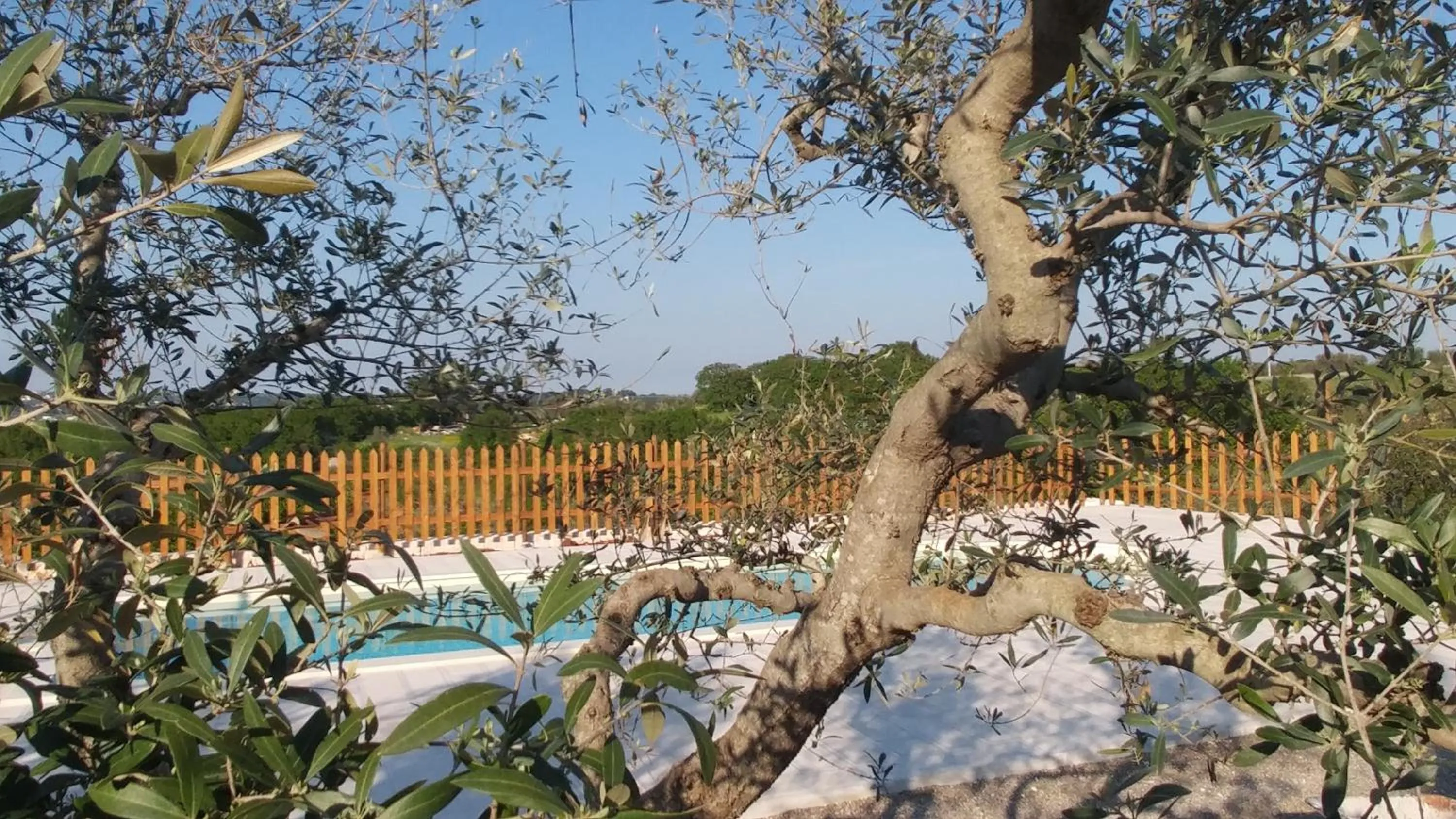 Swimming pool in Il Carpino