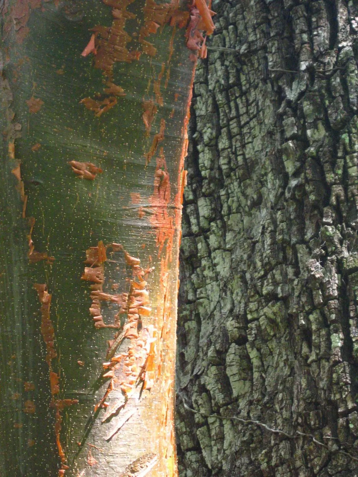 Garden in Posada del Cerro