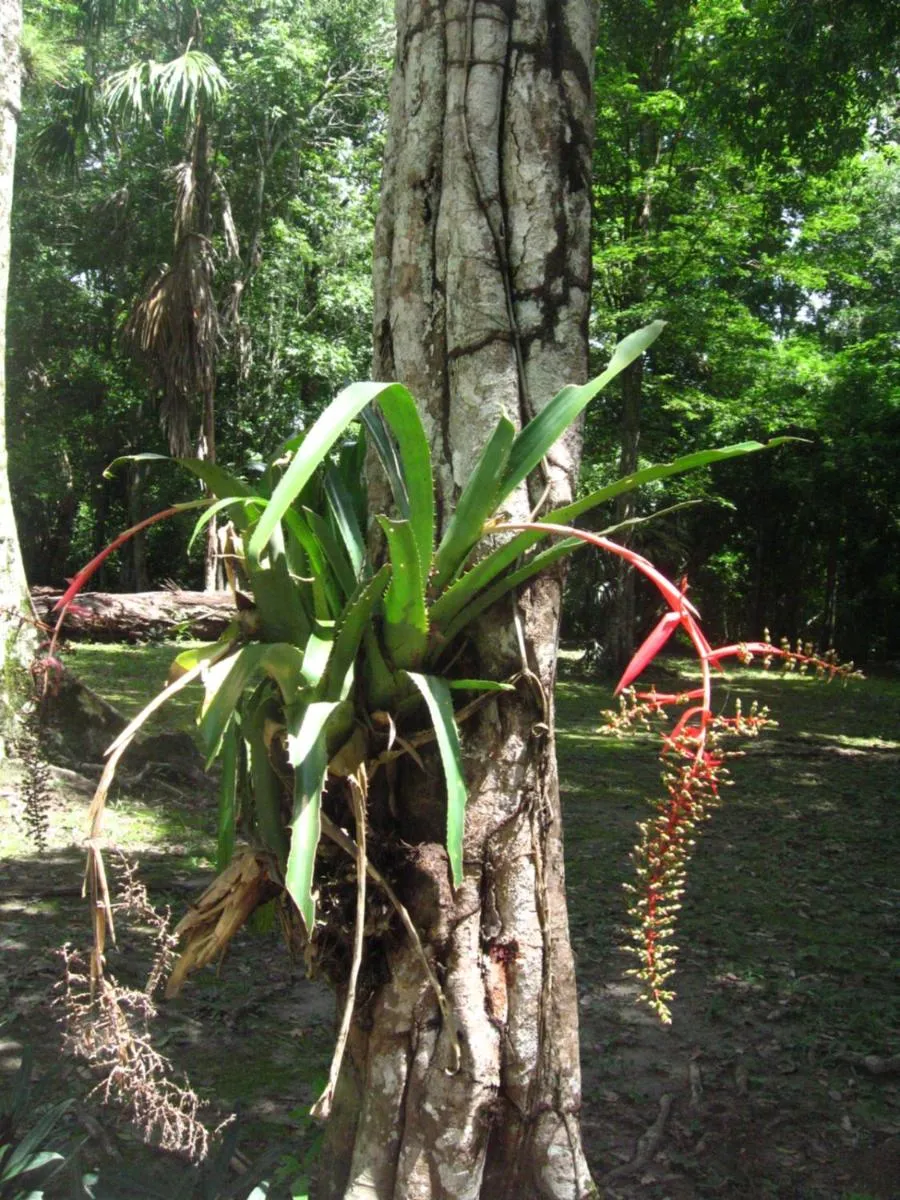 Garden in Posada del Cerro