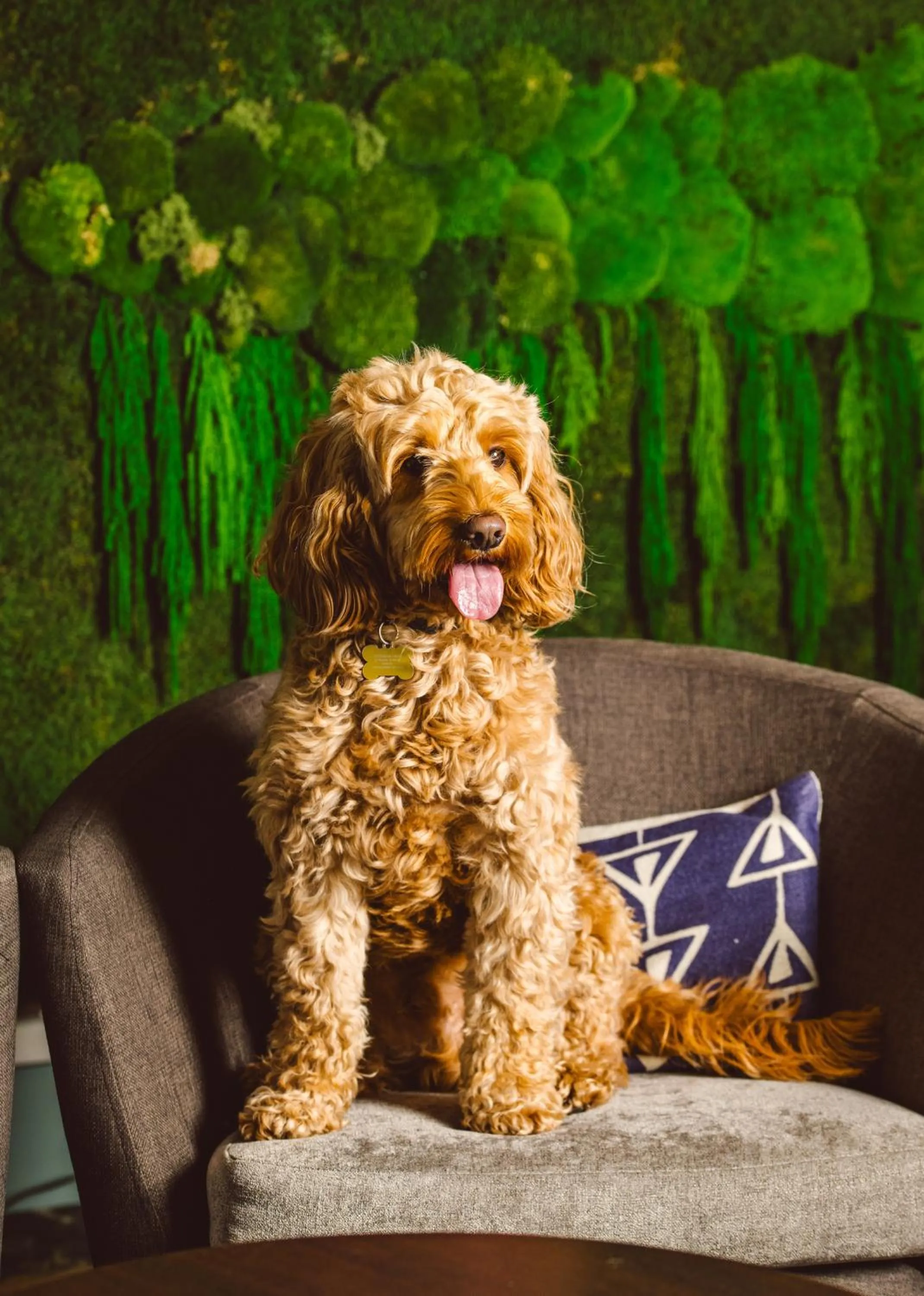 Pets in Novotel London Excel