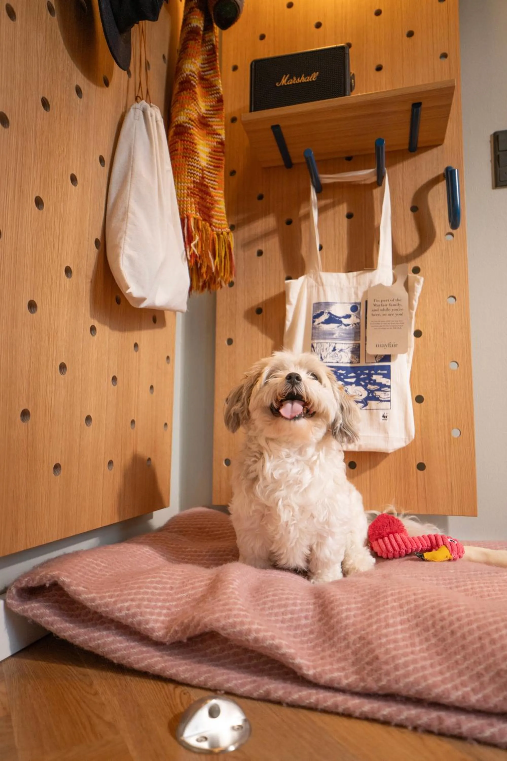 pet friendly in Hotel Mayfair