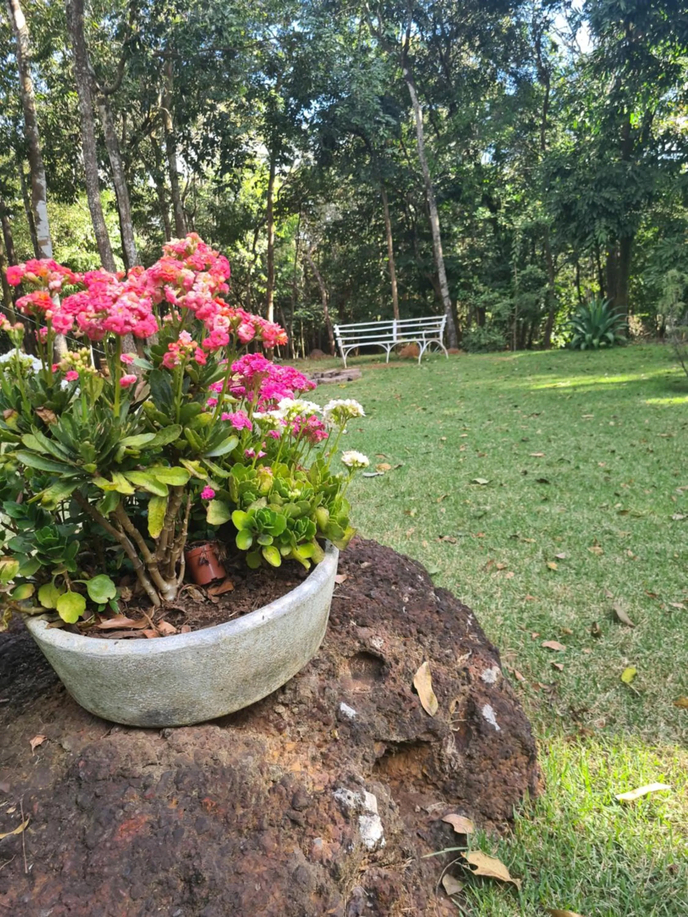 Bosque São Francisco