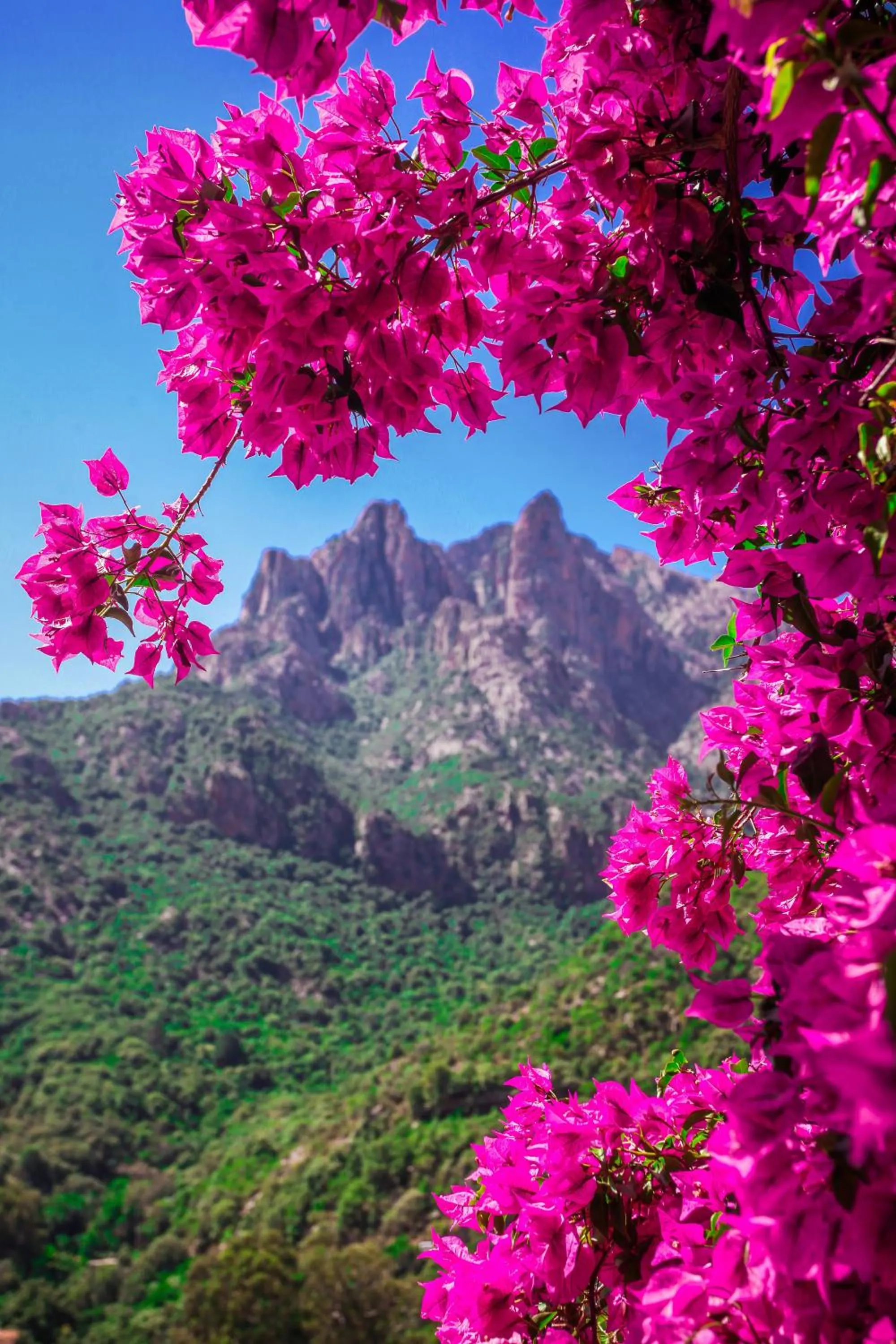 Mountain view in Capo D'orto - Porto - Corse