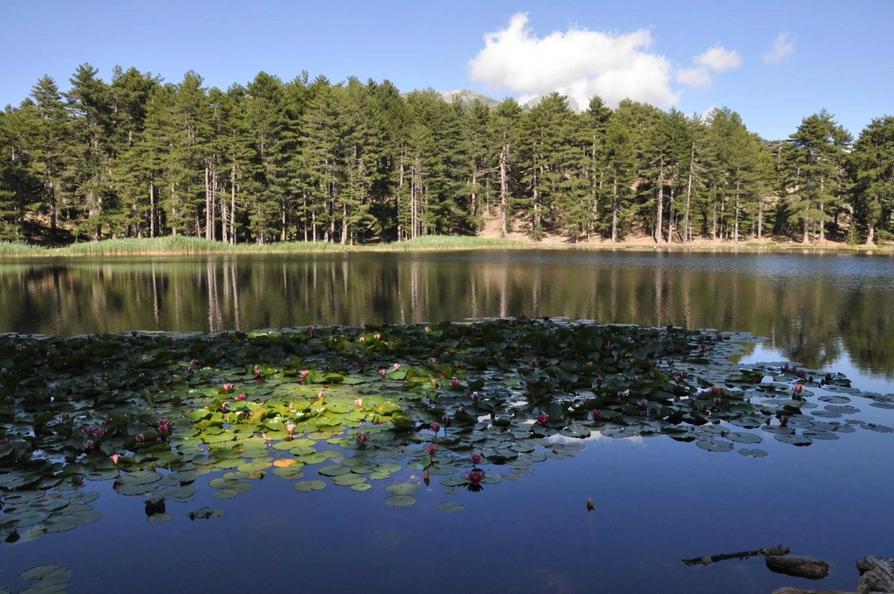 Nearby landmark in Capo D'orto - Porto - Corse