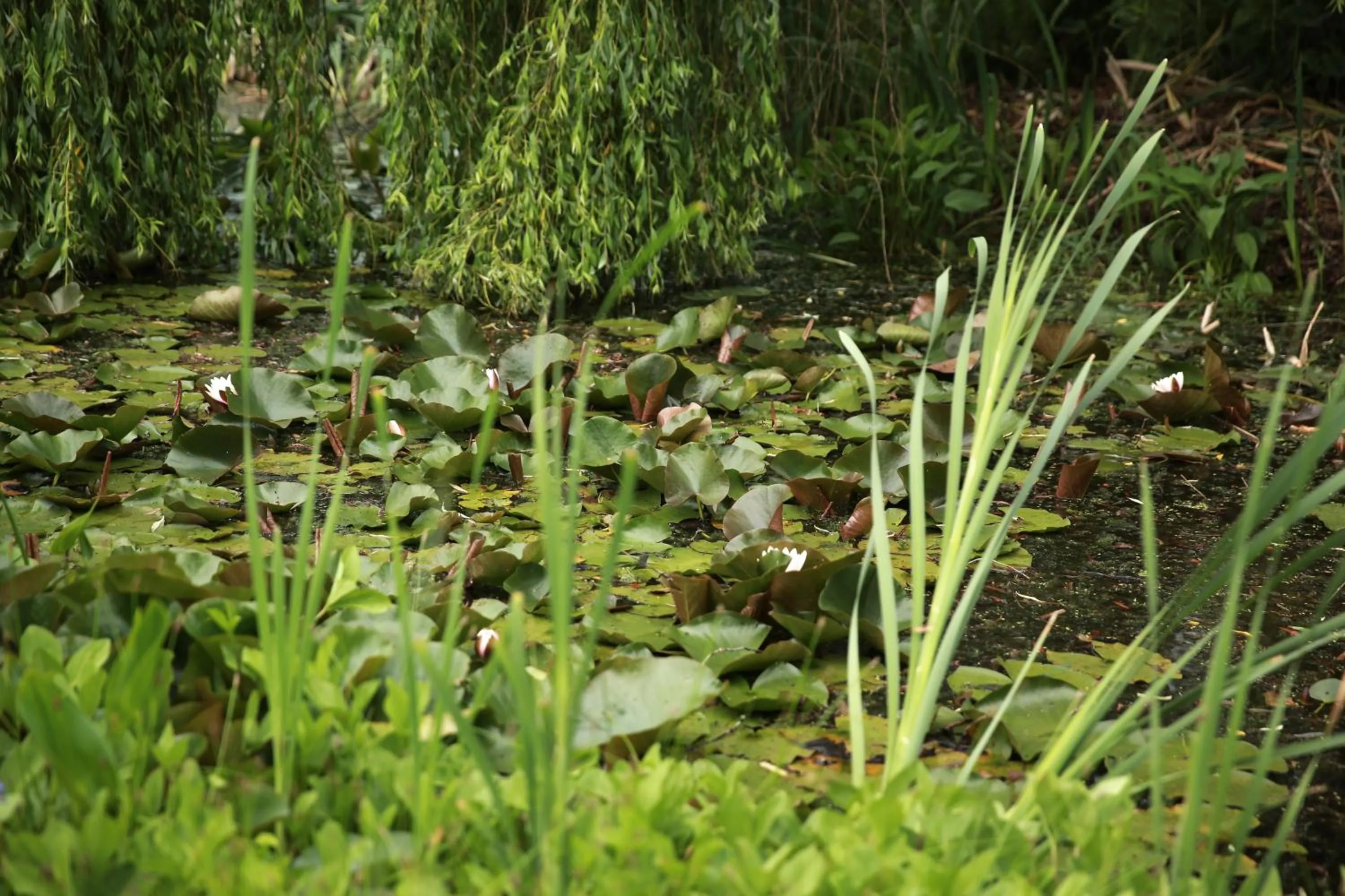Garden in PicaBella - B&B en atelier
