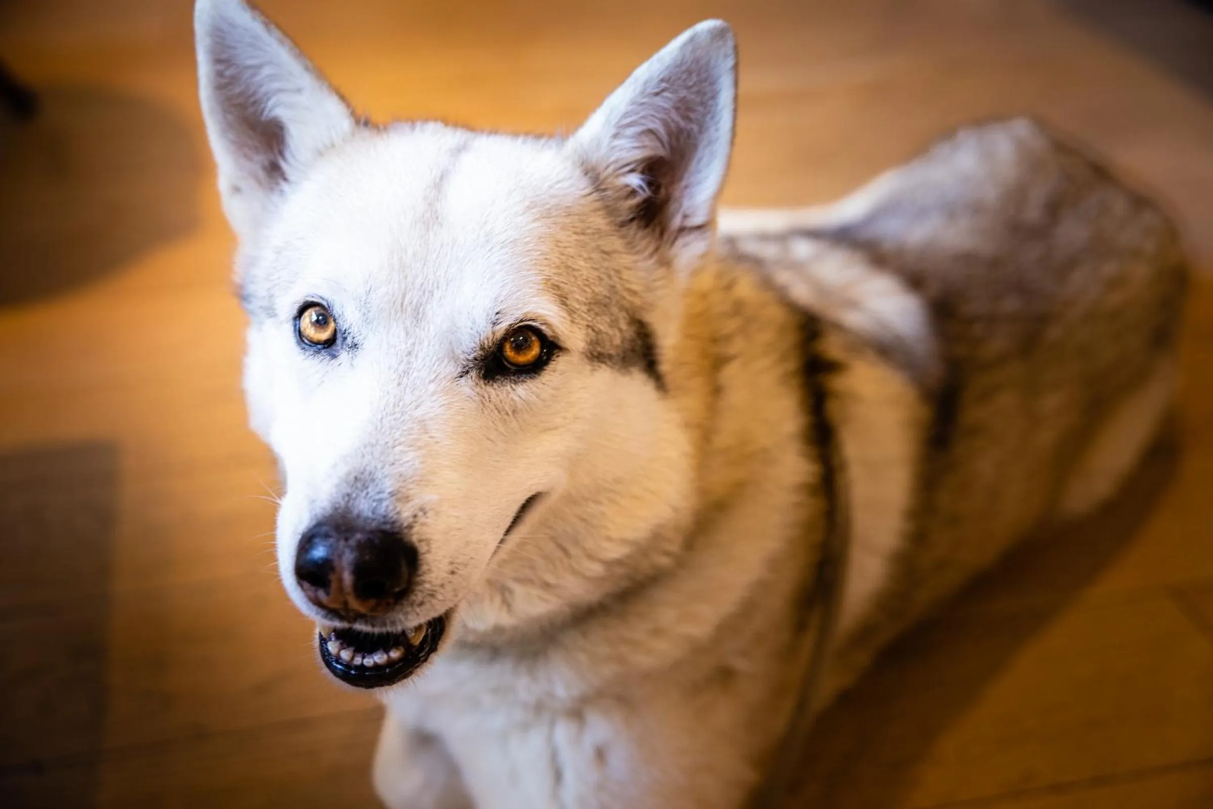 Pets in Campanile Limoges Centre - Gare