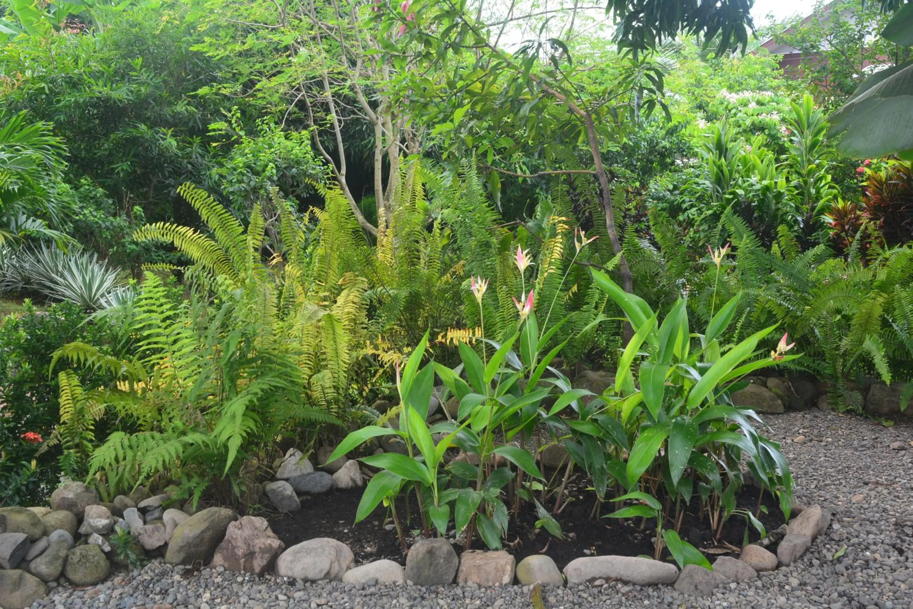 Garden in Dolce Uvita