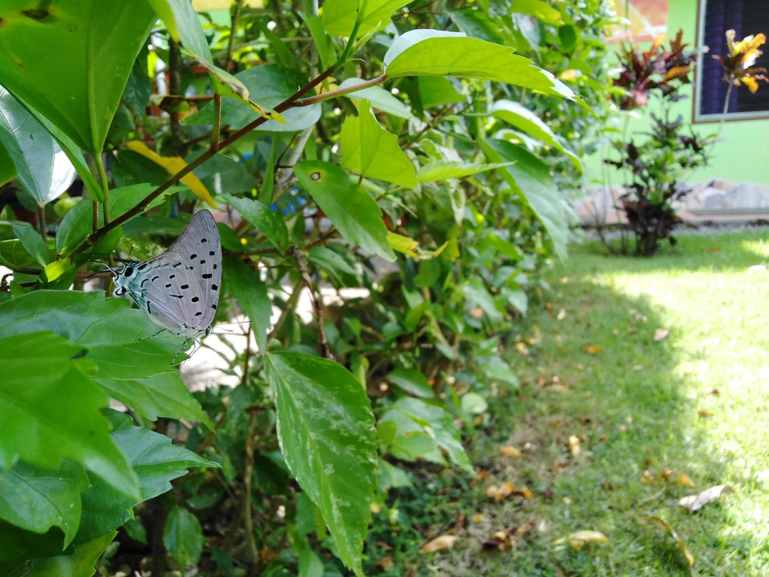 Garden in Dolce Uvita