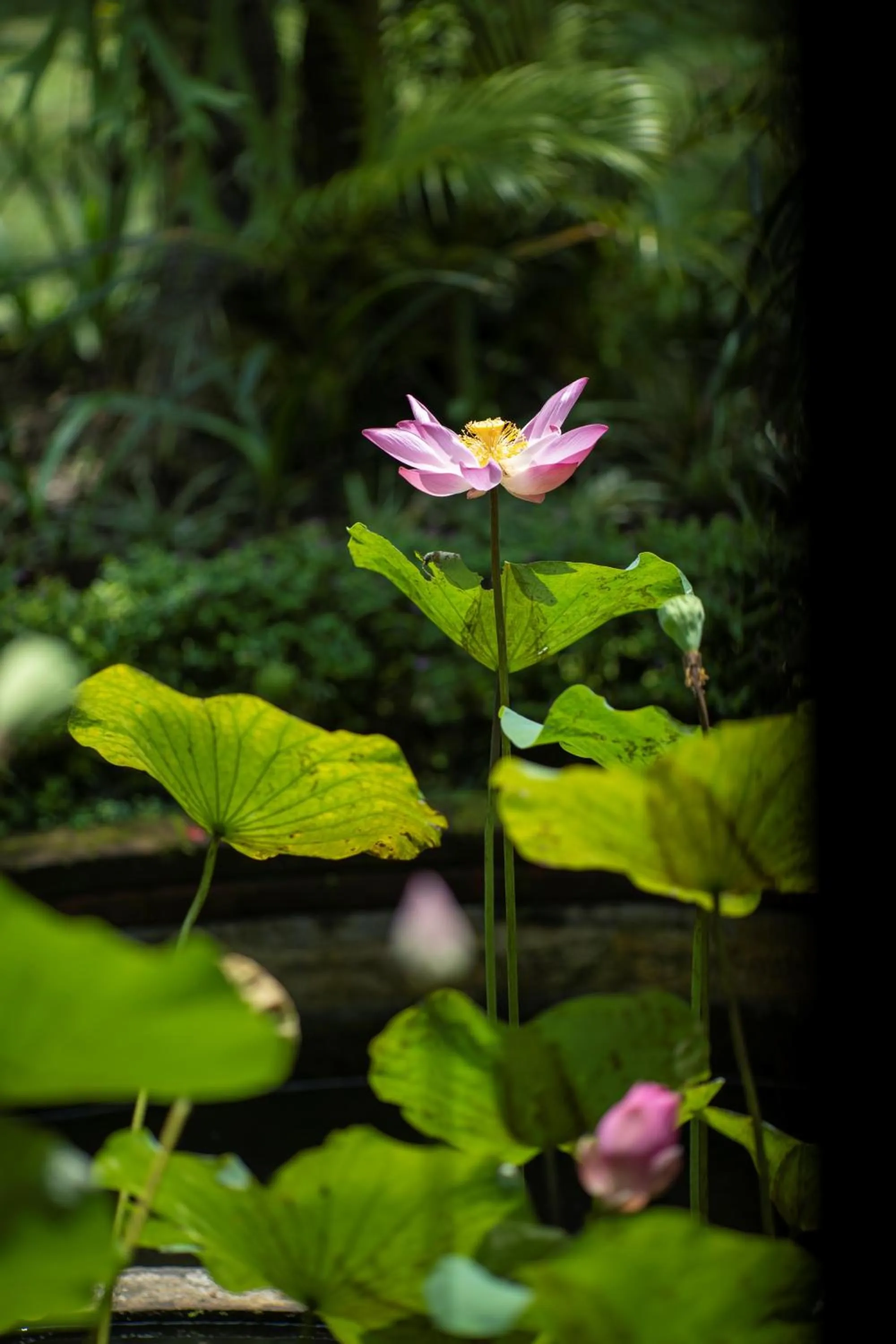Garden in Alam Jiwa Ubud