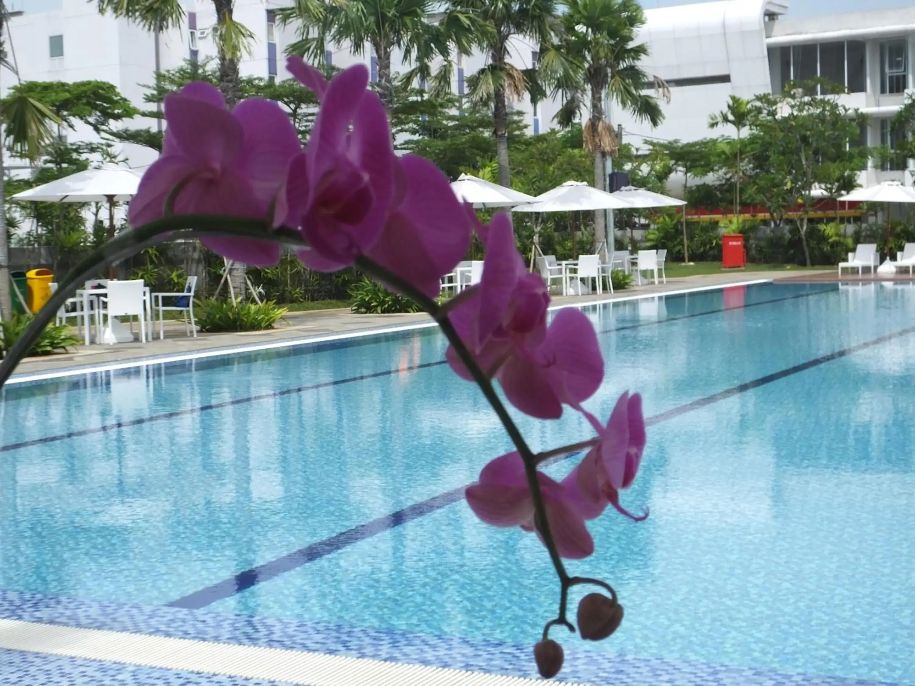 Swimming pool in Nunia Inn Bandara Jakarta Swimming pool in Nunia Inn Bandara Jakarta