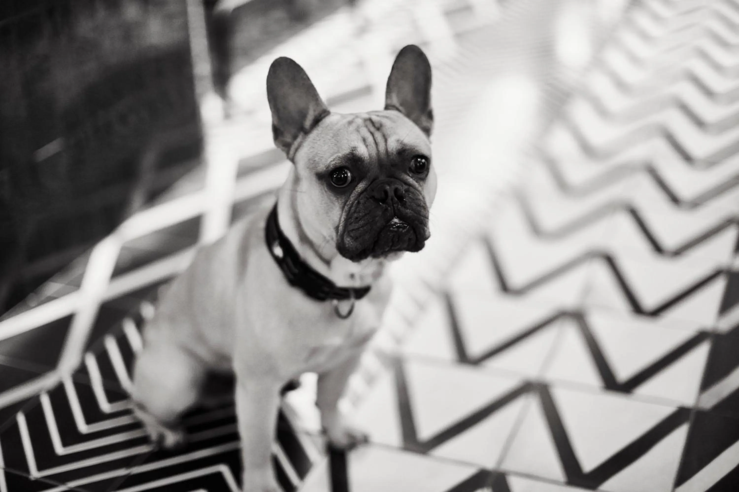 Pets in Novotel London Bridge