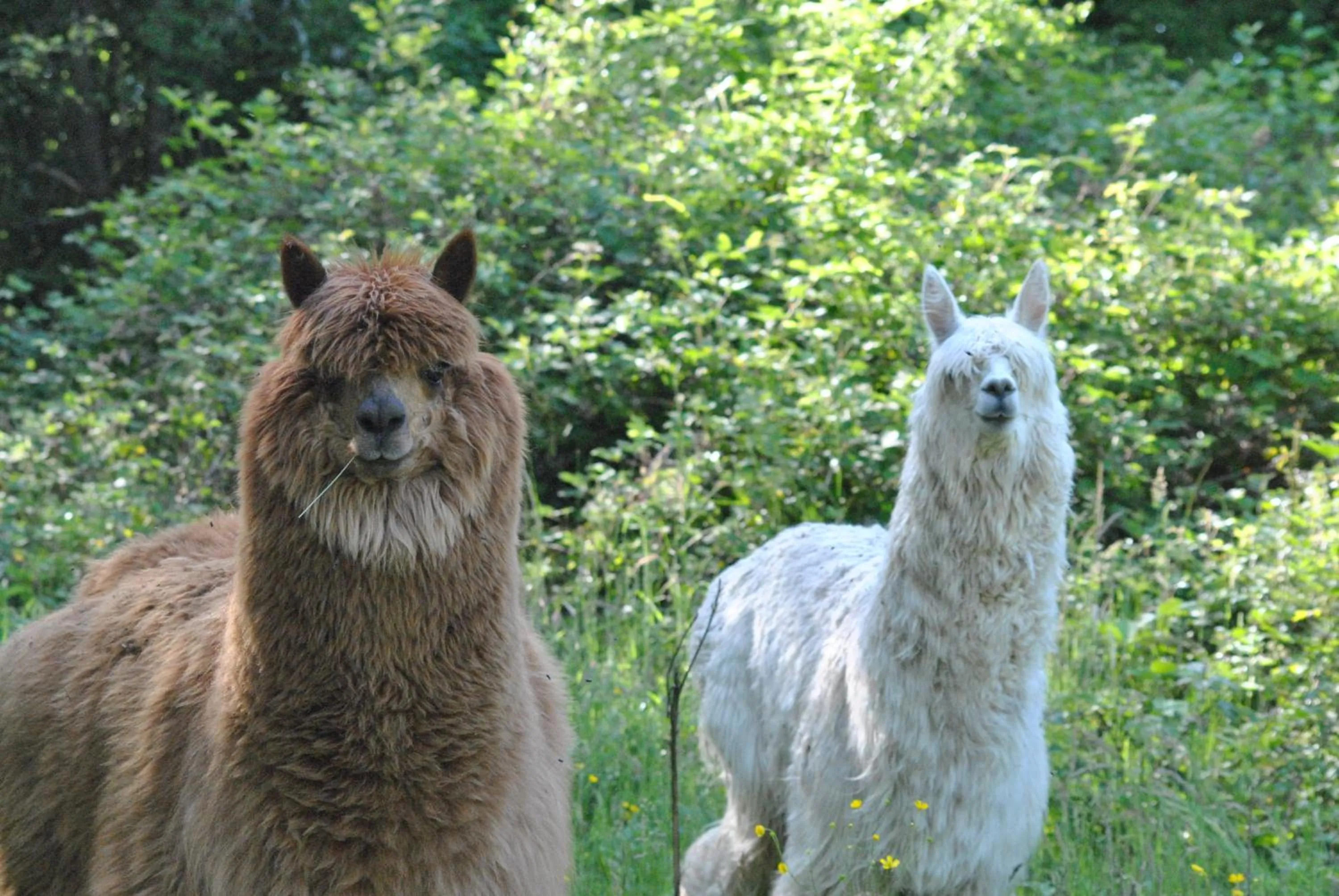 Other Animals in Domaine de la Poyat