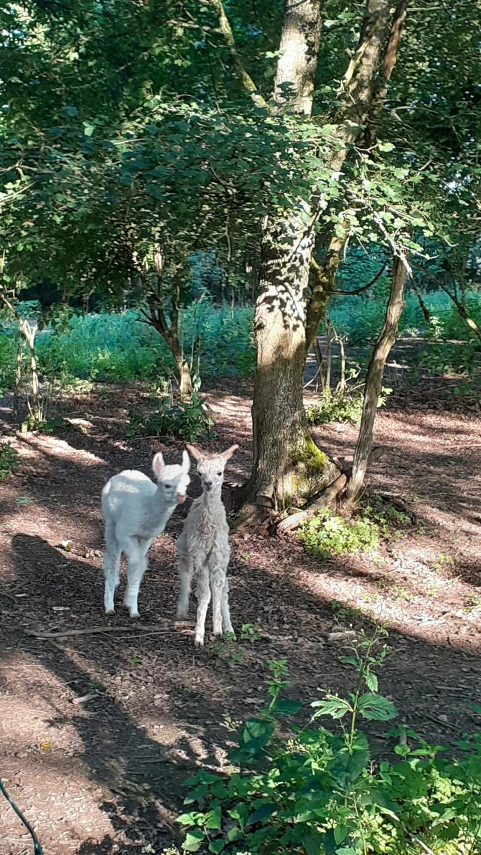 Pets in Domaine de la Poyat