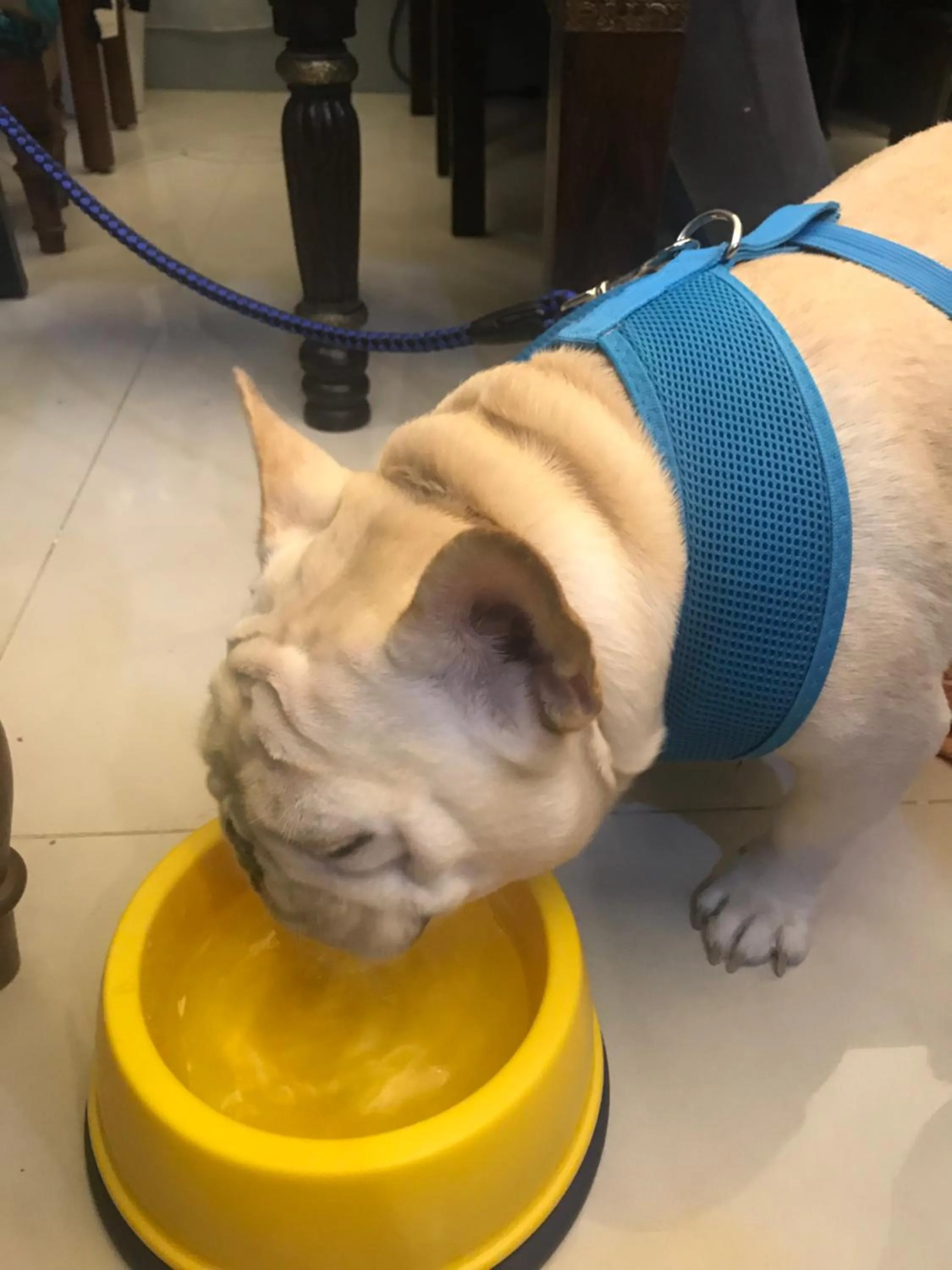 Aria 2 Home (With Elevator)