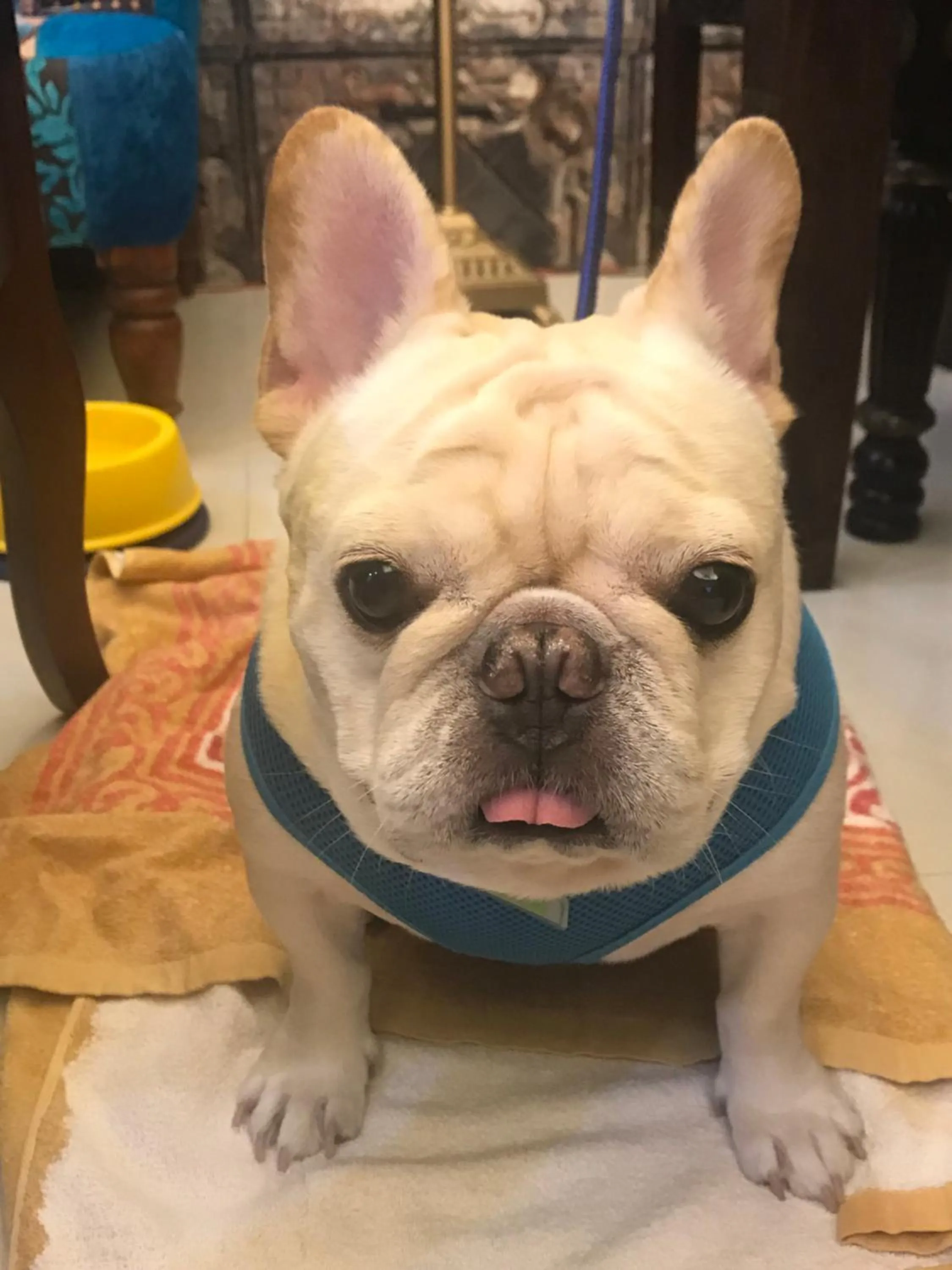 Aria 2 Home (With Elevator)