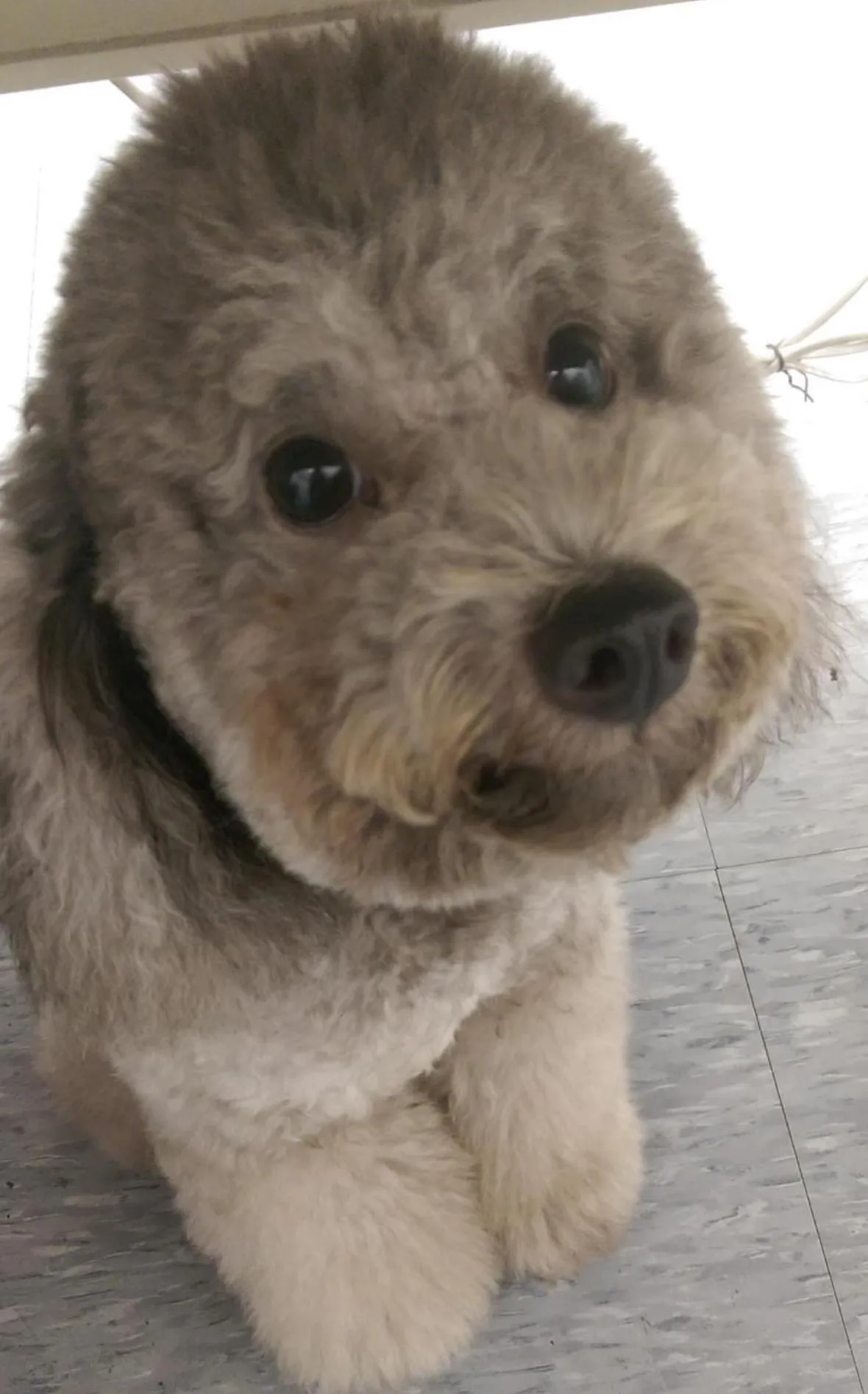 Aria 2 Home (With Elevator)