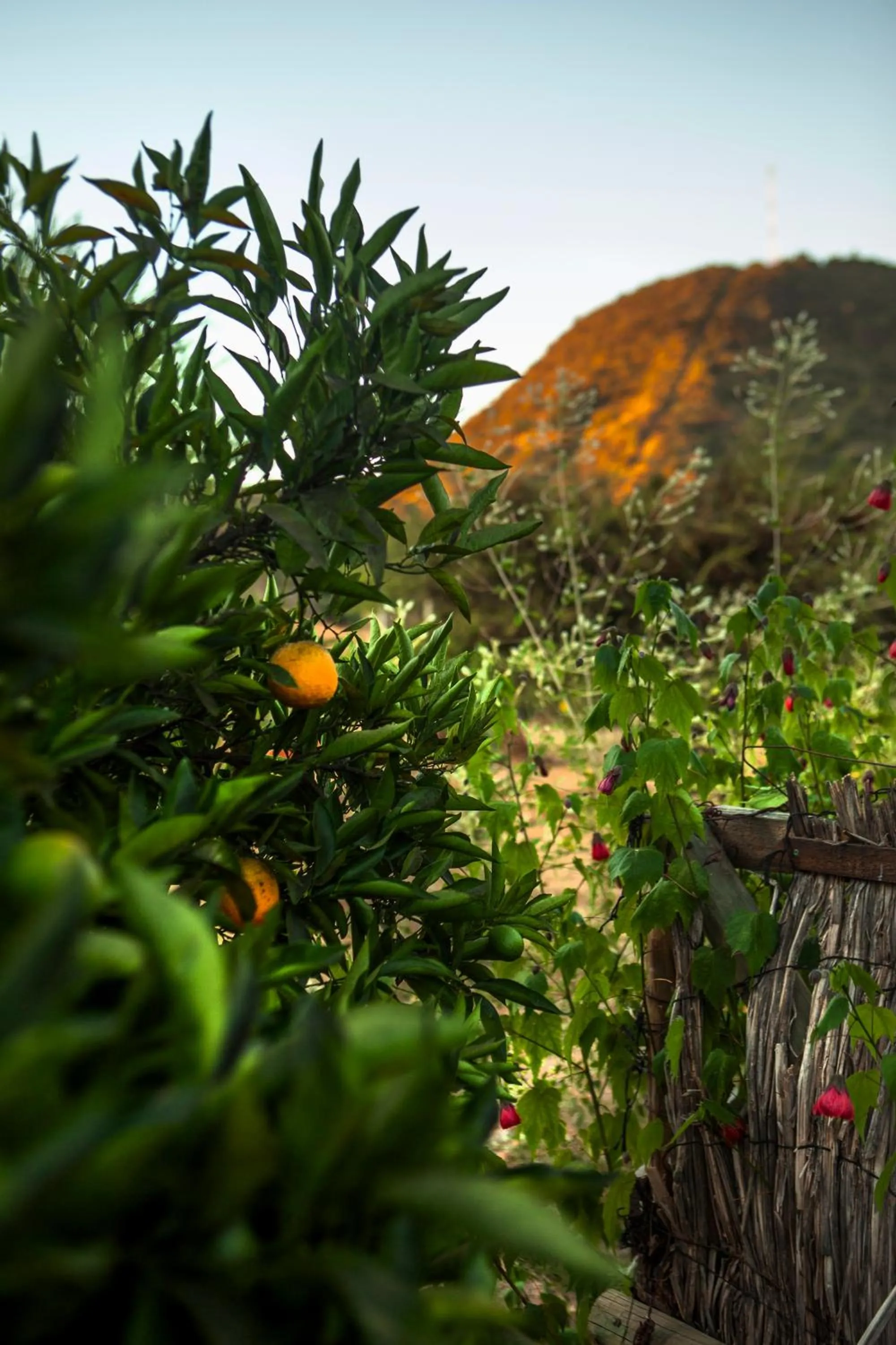 View (from property/room) in Callihue Lodge