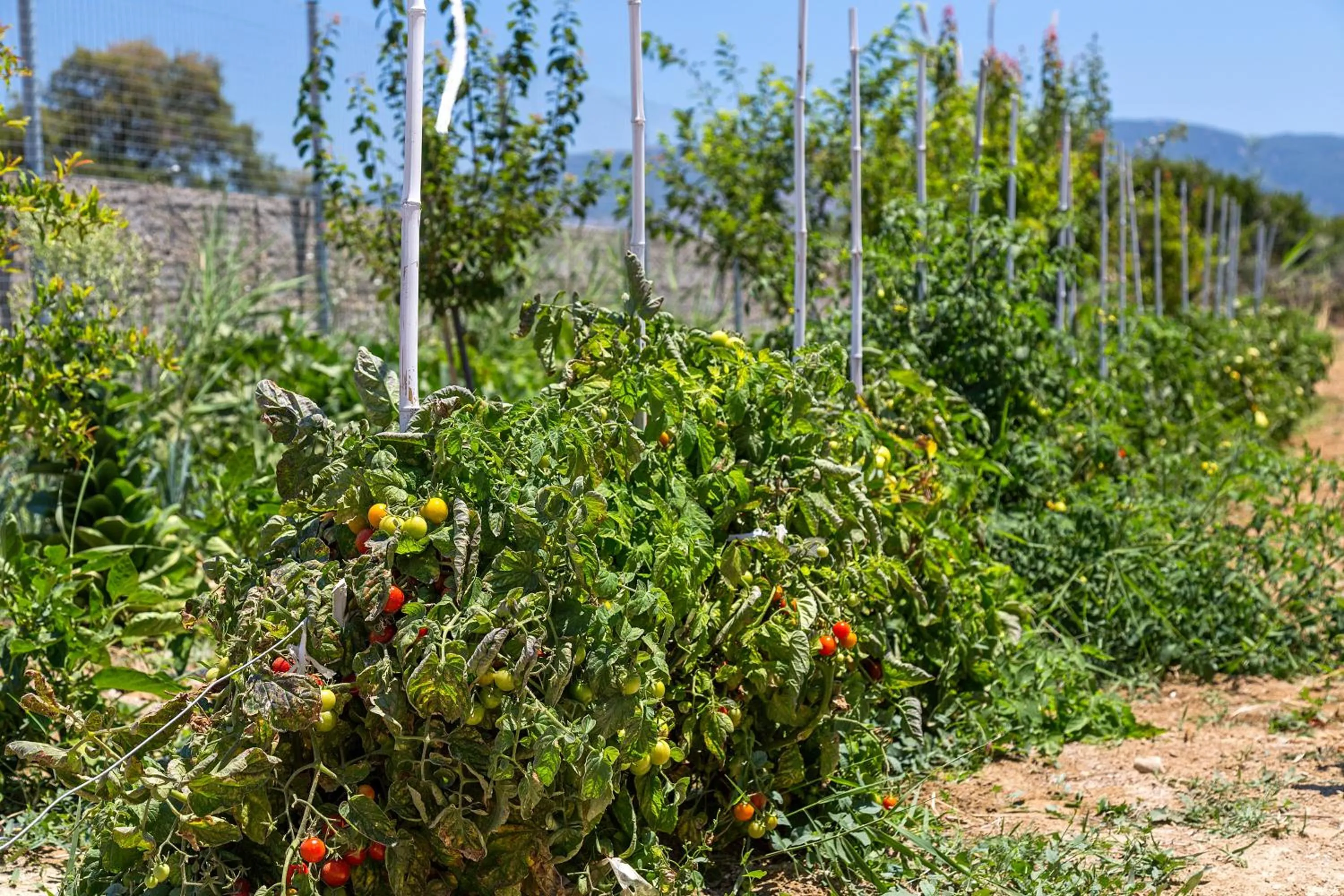 Property building in White Pearls-Adults Only Luxury Suites