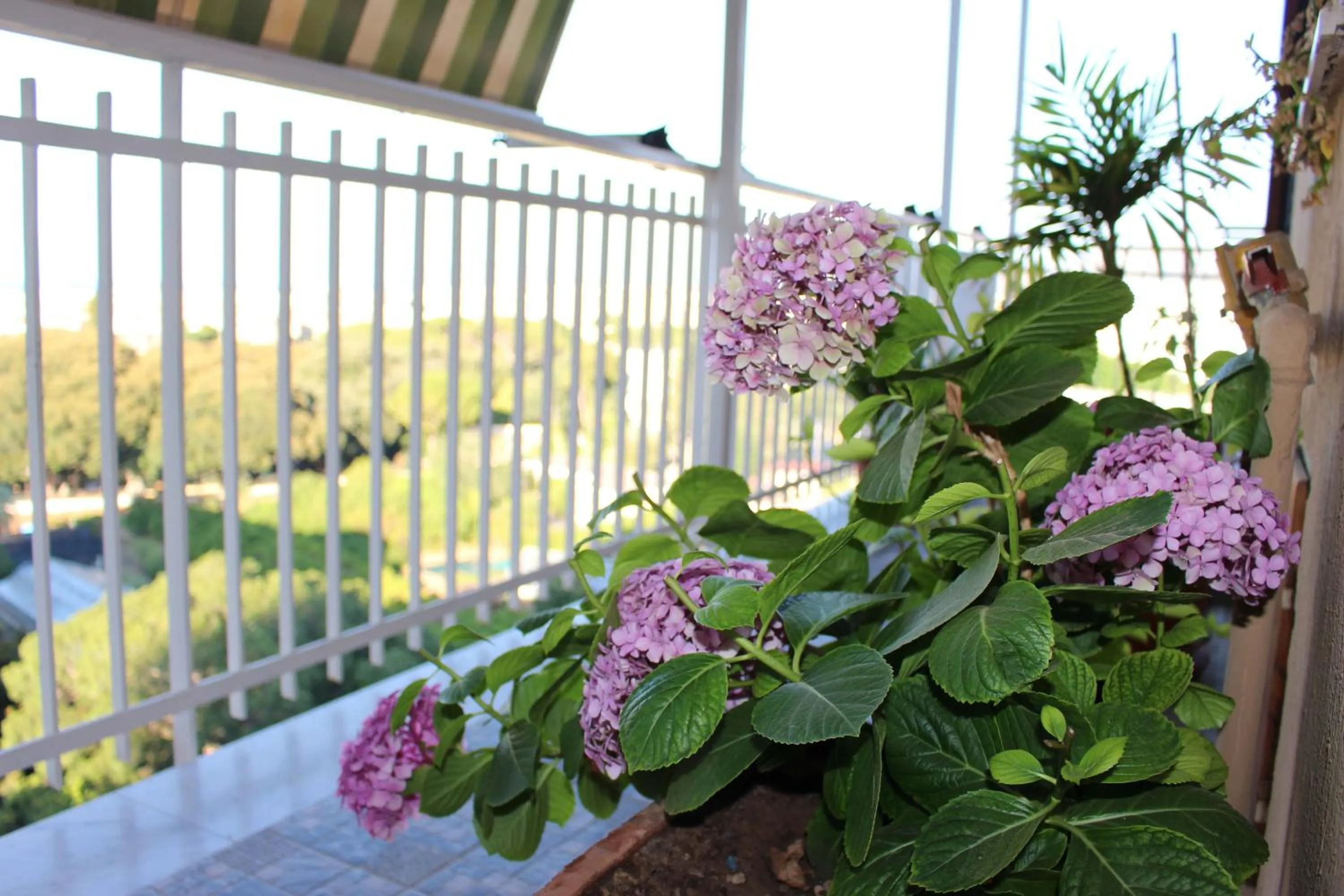 Balcony/Terrace in B&B Pisani