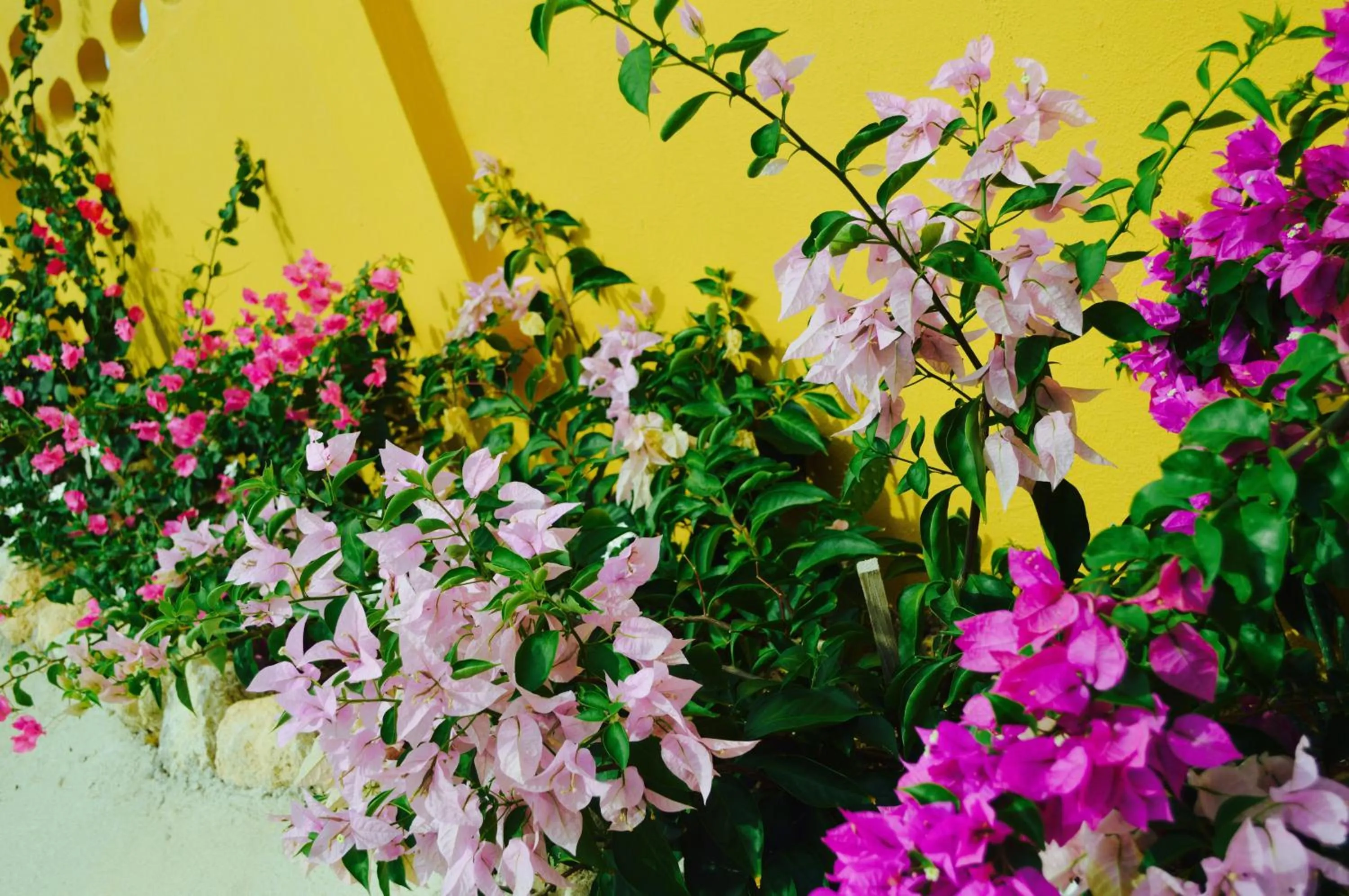 Day in Eve's Residence