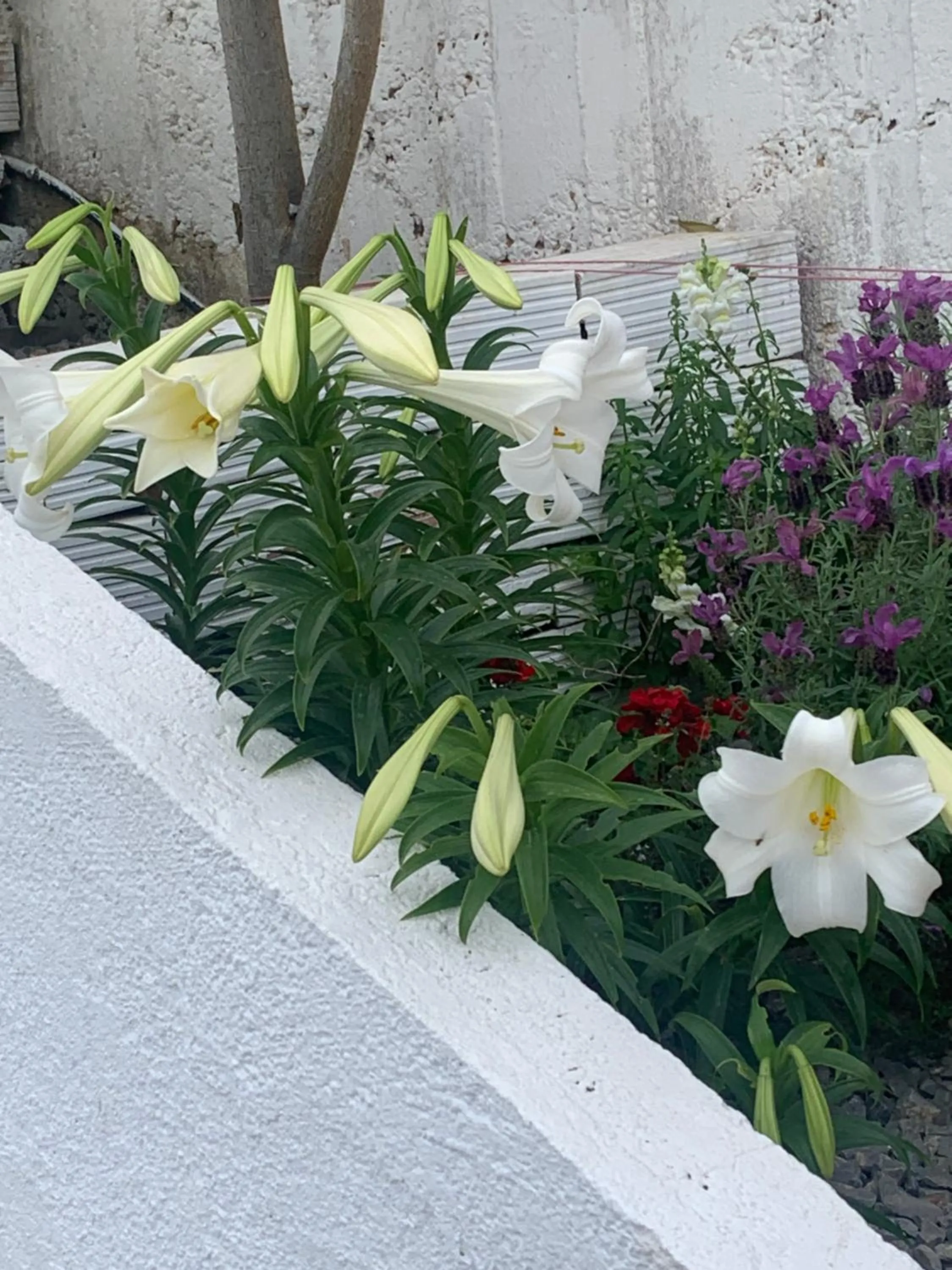 Garden in Sea View Studios, Harbour Beach, Bali