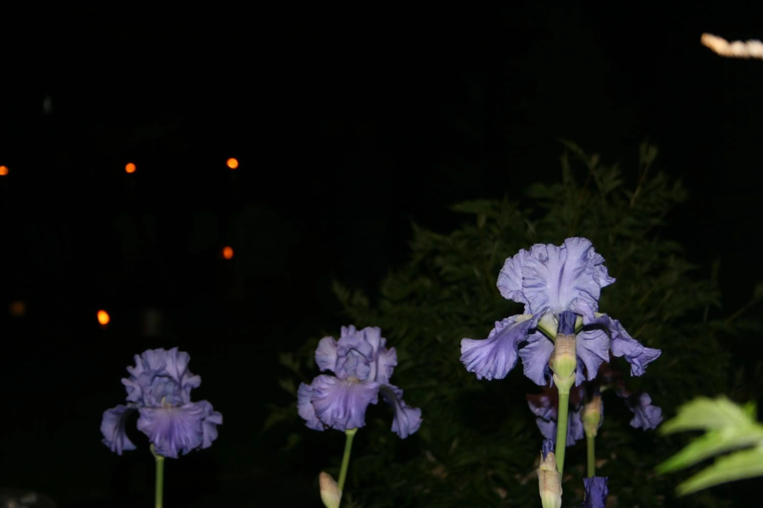 Garden view in Dreamcatcher Bed and Breakfast