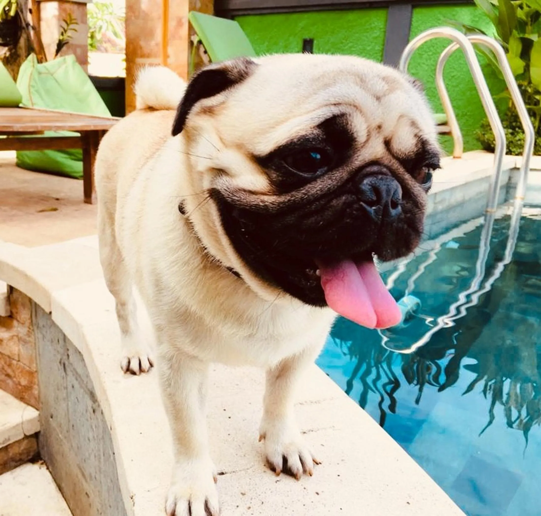 Pets in Lembongan Hostel