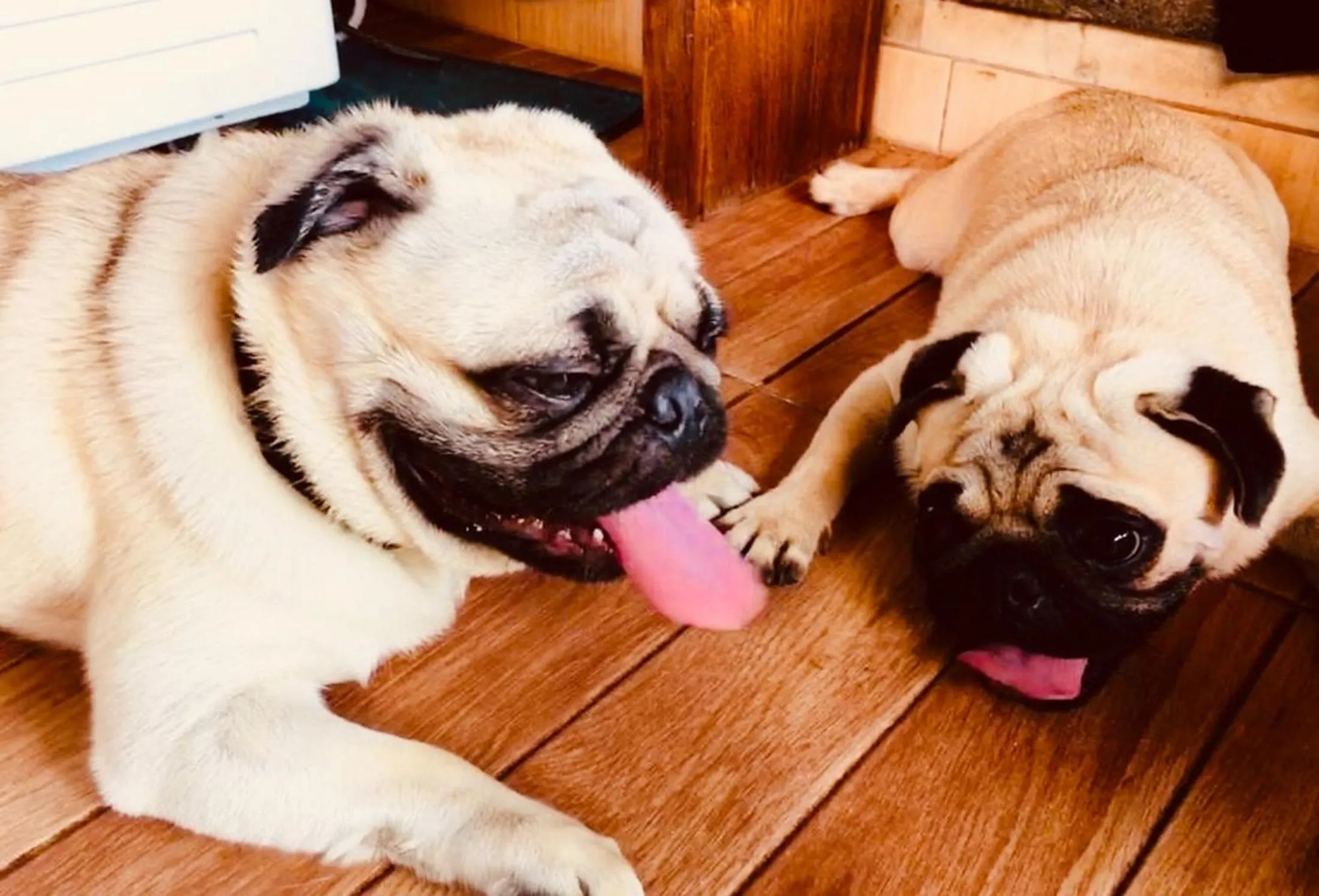 Pets in Lembongan Hostel