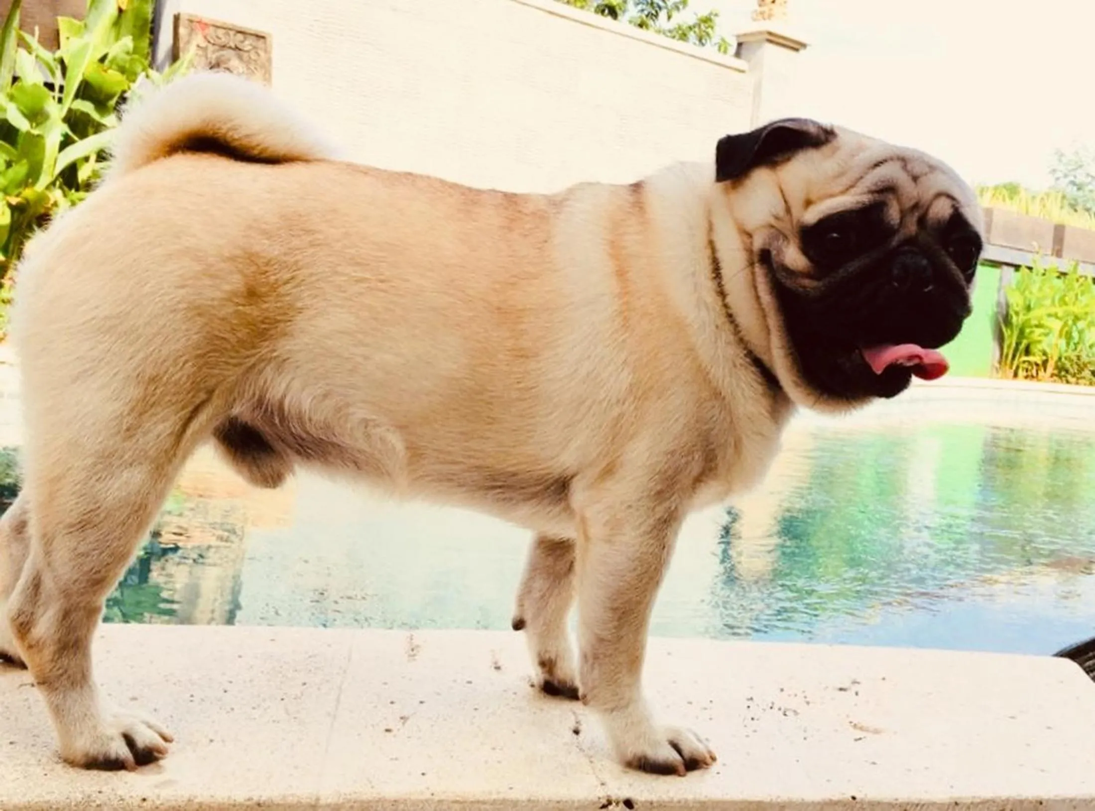 Pets in Lembongan Hostel