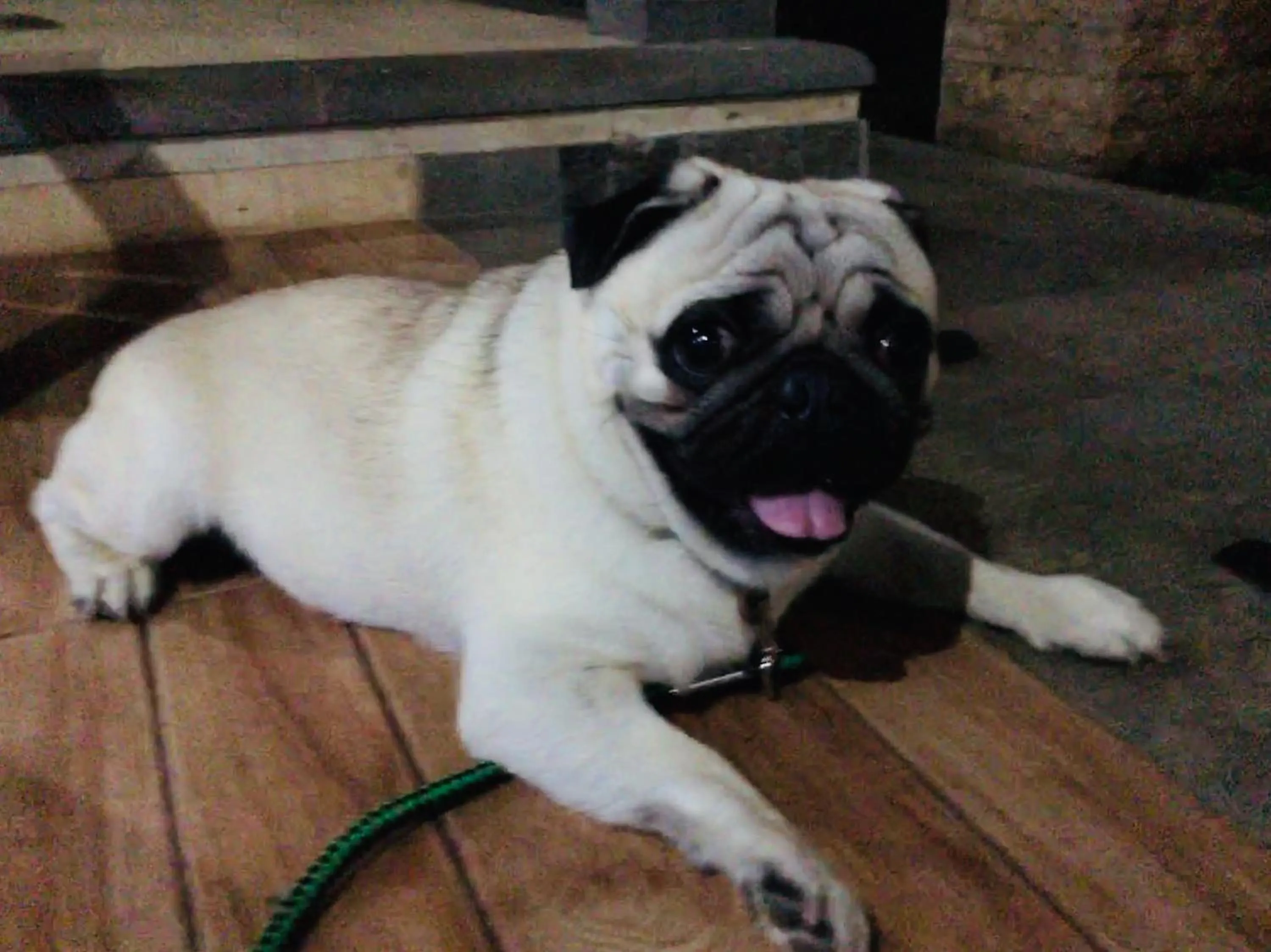 Pets in Lembongan Hostel