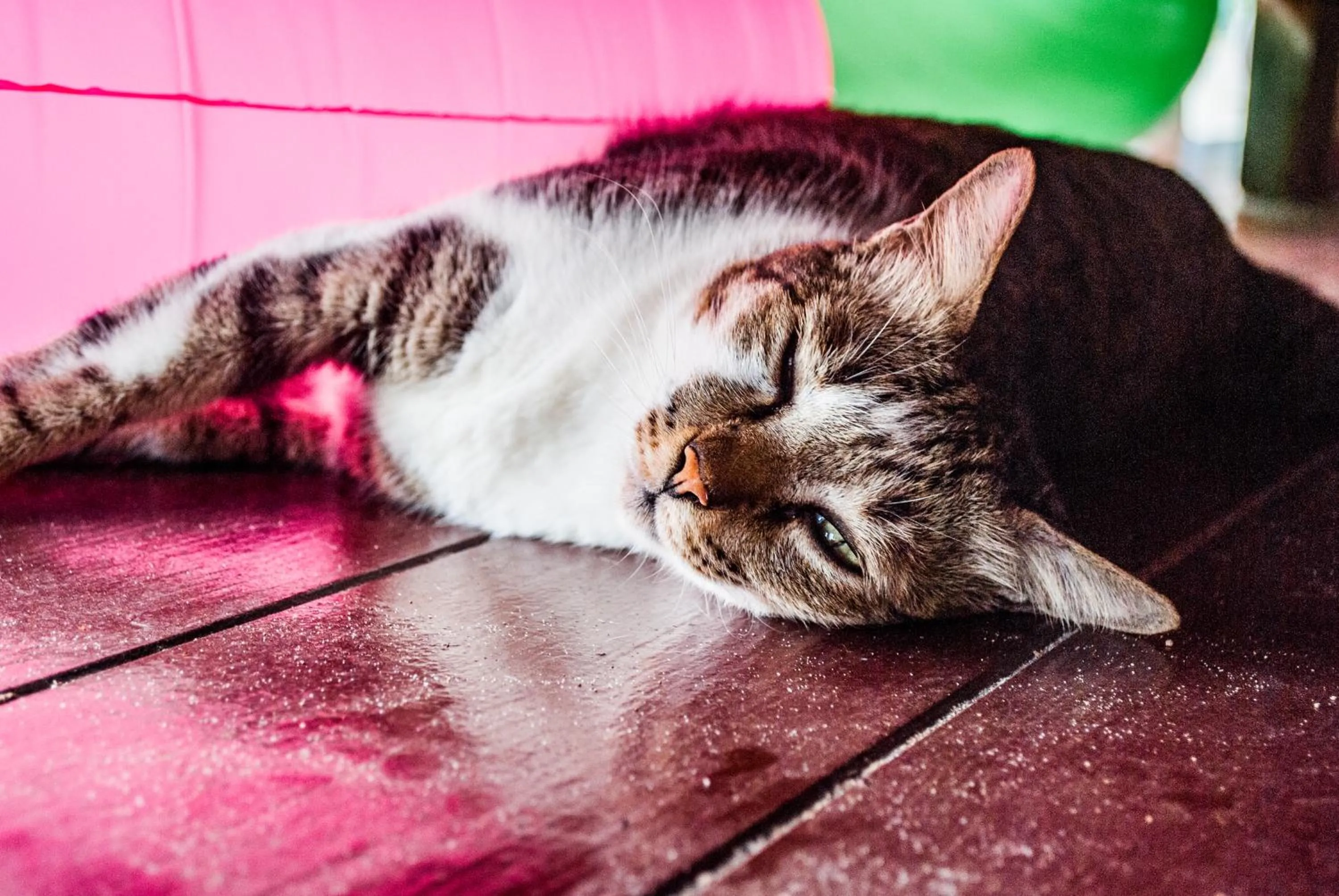 Pets in BB Dorm Koh Kood